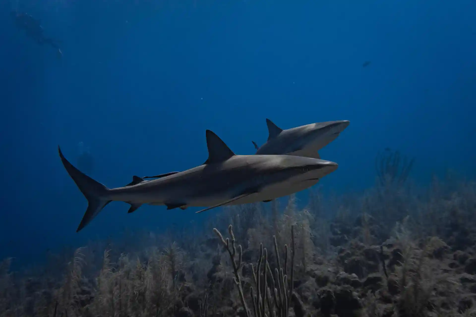 Foto de la actividad