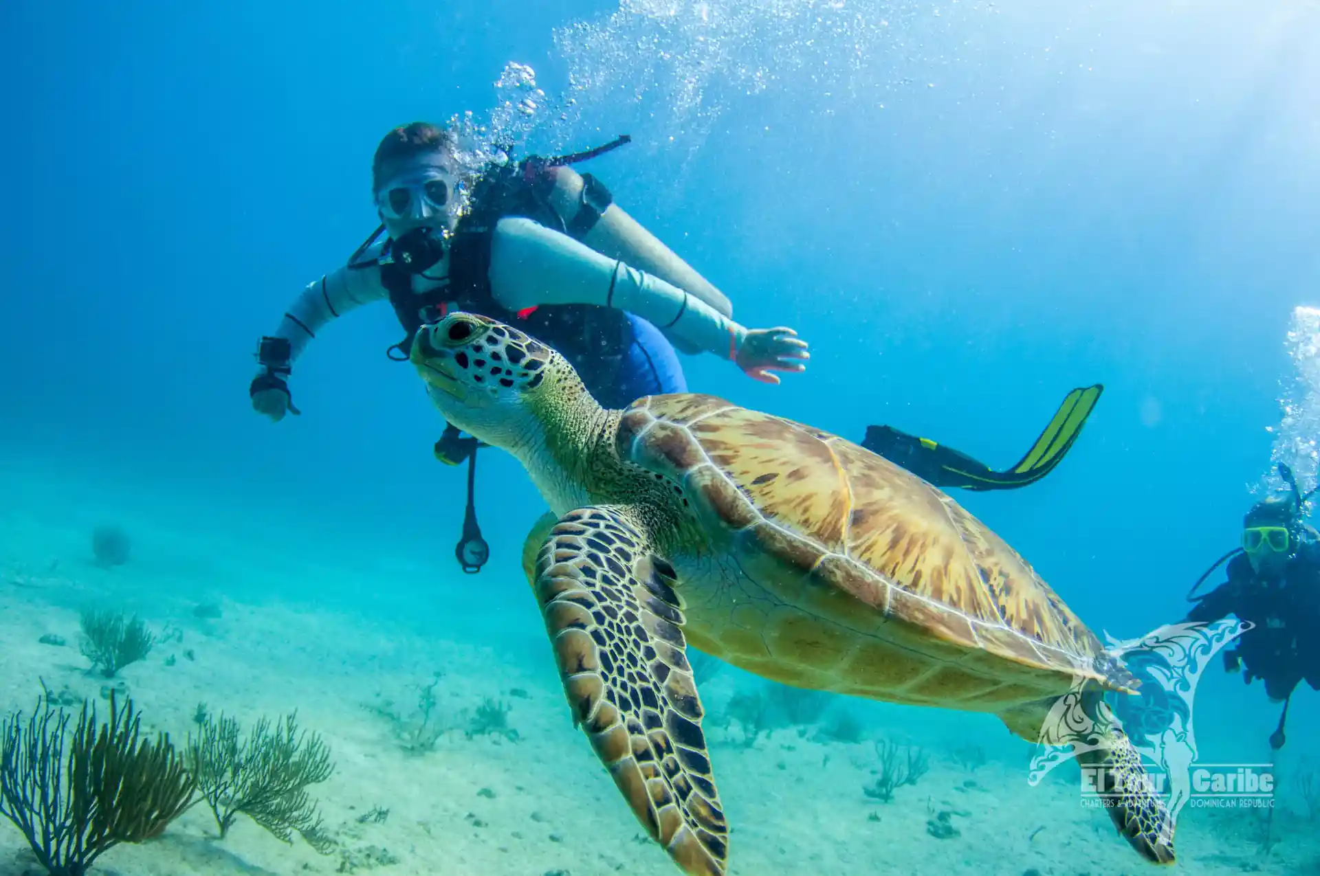 Green Sea Turtle greeting one of El Tour Caribe's divers.