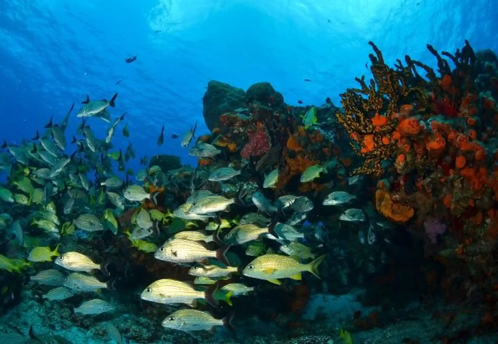 Dive site photo