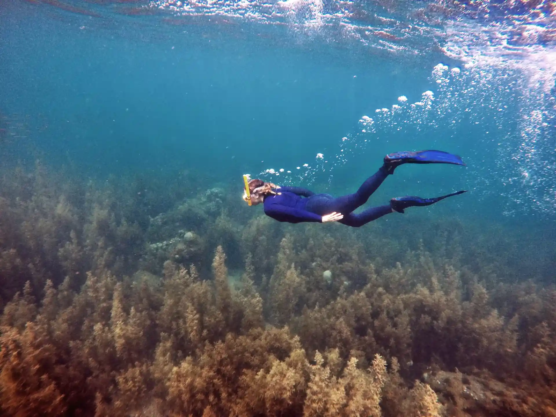 We can teach you the first pinutos of free diving