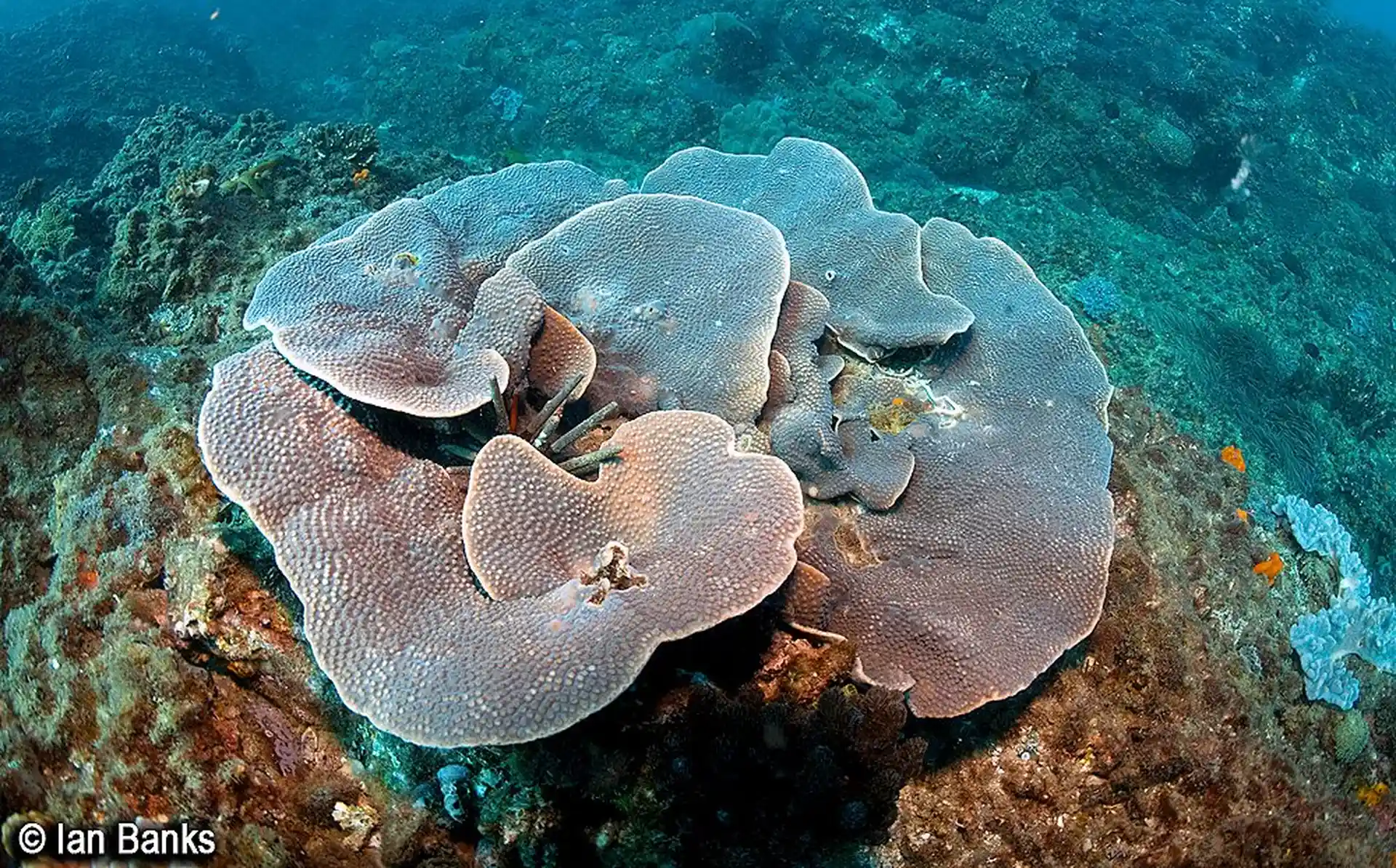 Dive site photo