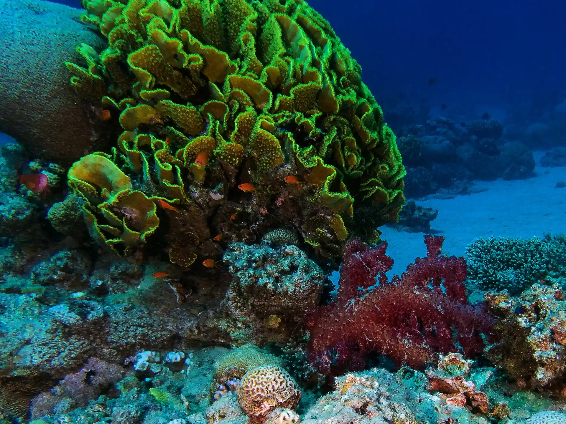 Dive site photo