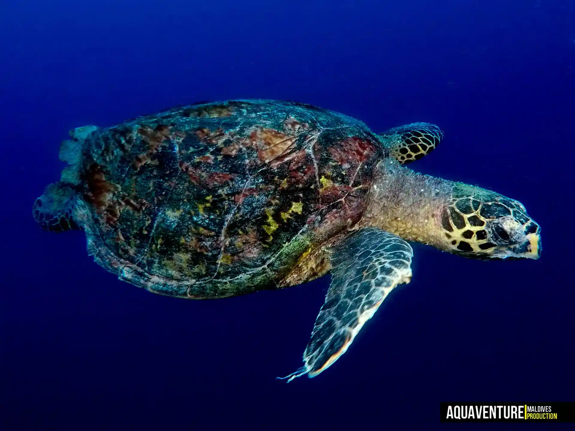 Foto del sitio de buceo