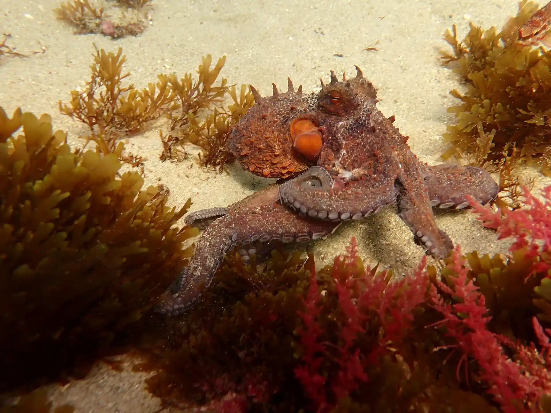 Dive site photo