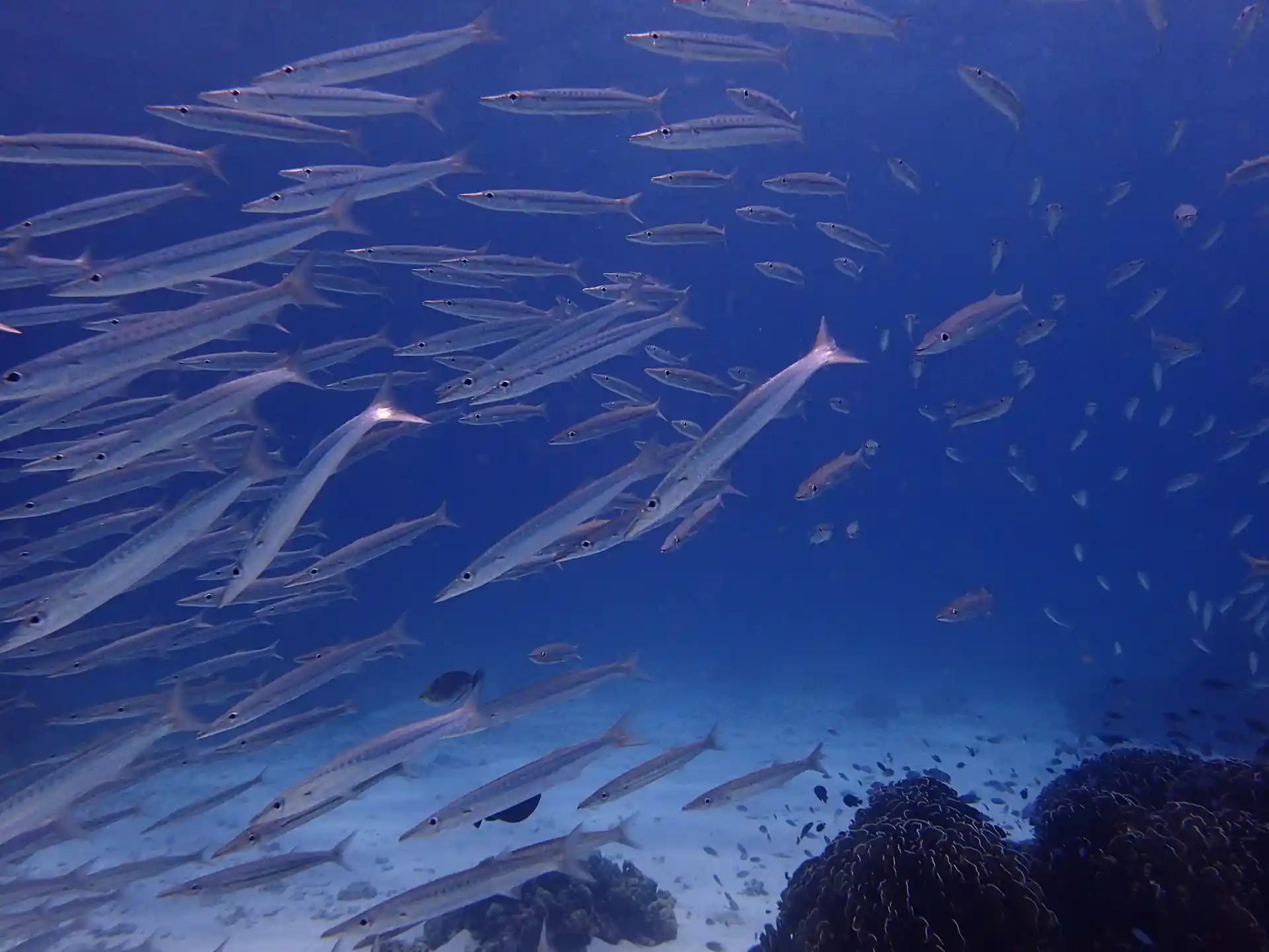 Dive site photo