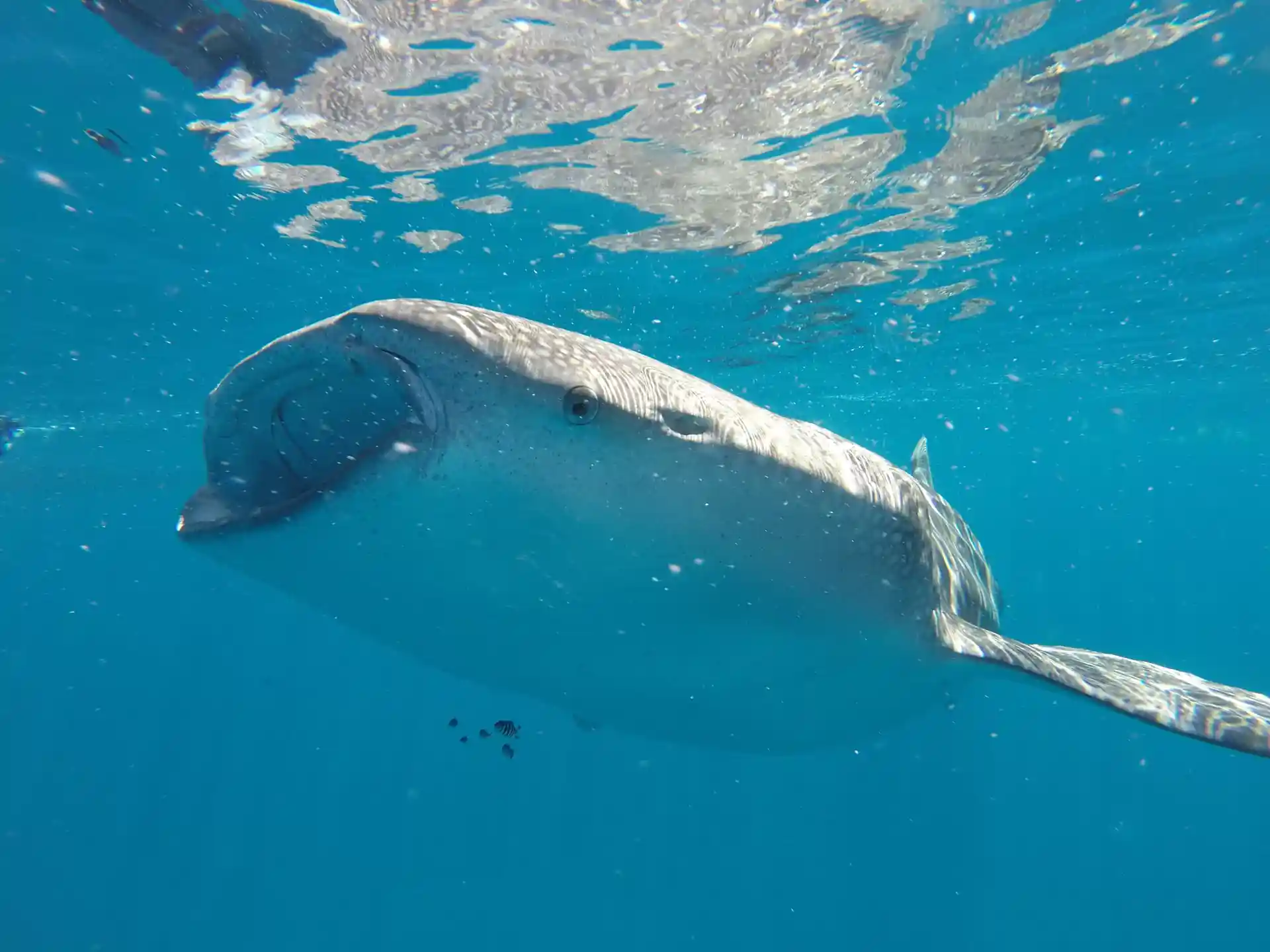 Dive site photo