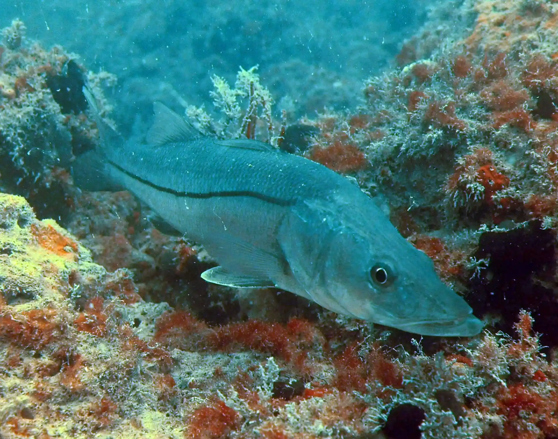 Foto van de duiklocatie