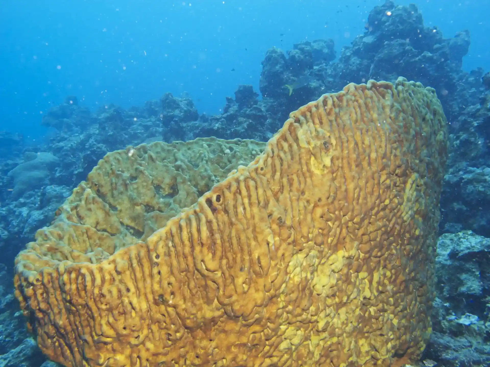 다이빙 포인트 사진