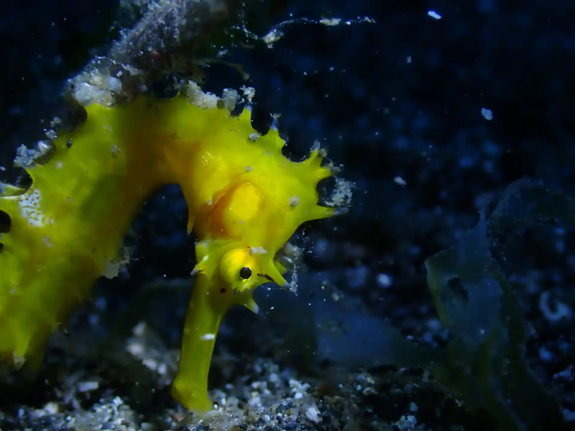 Photo du site de plongée