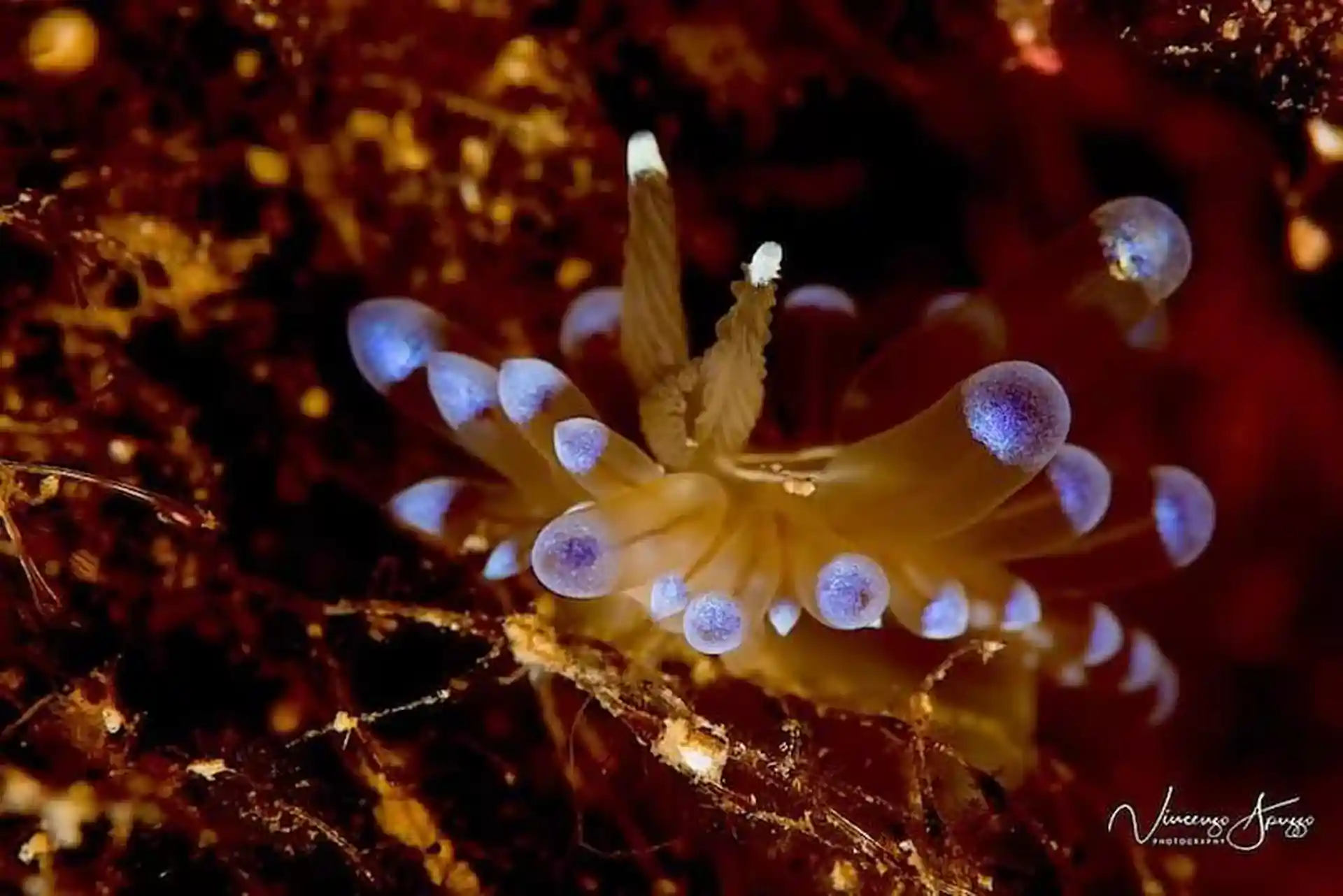 Macro lover ??? We have plenty of slugs, stay close to our dive guide and