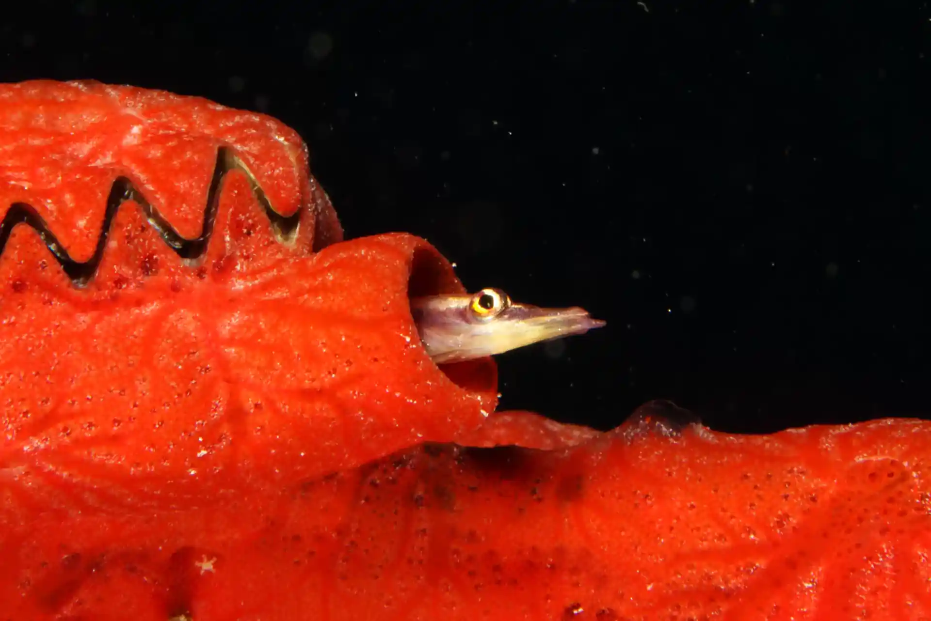 Dive shop photo