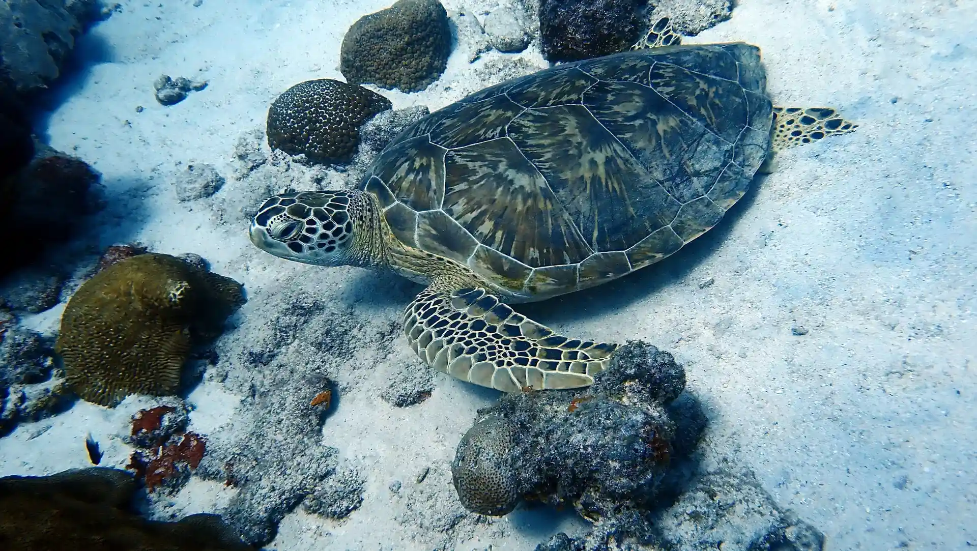 ダイビングサイトの写真