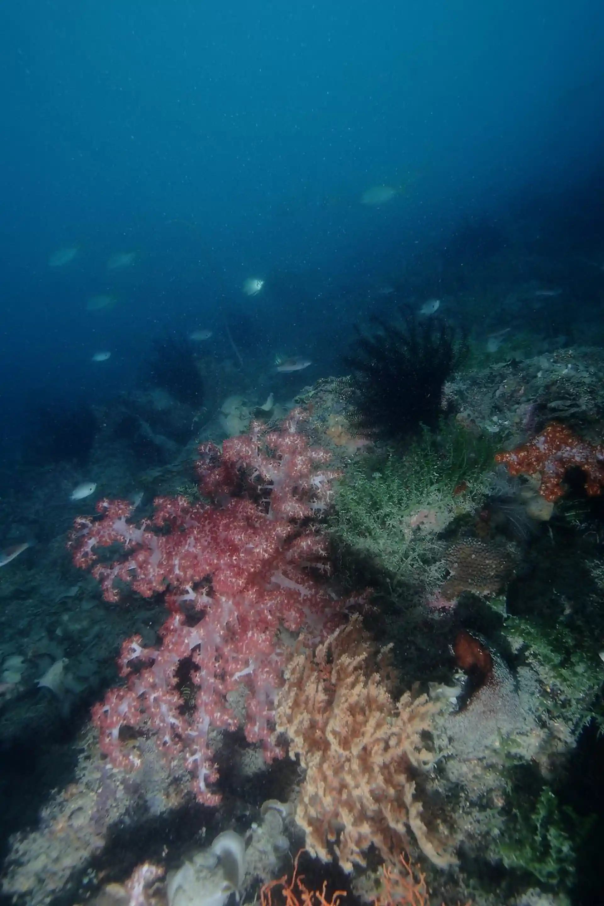 Foto des Tauchplatzes