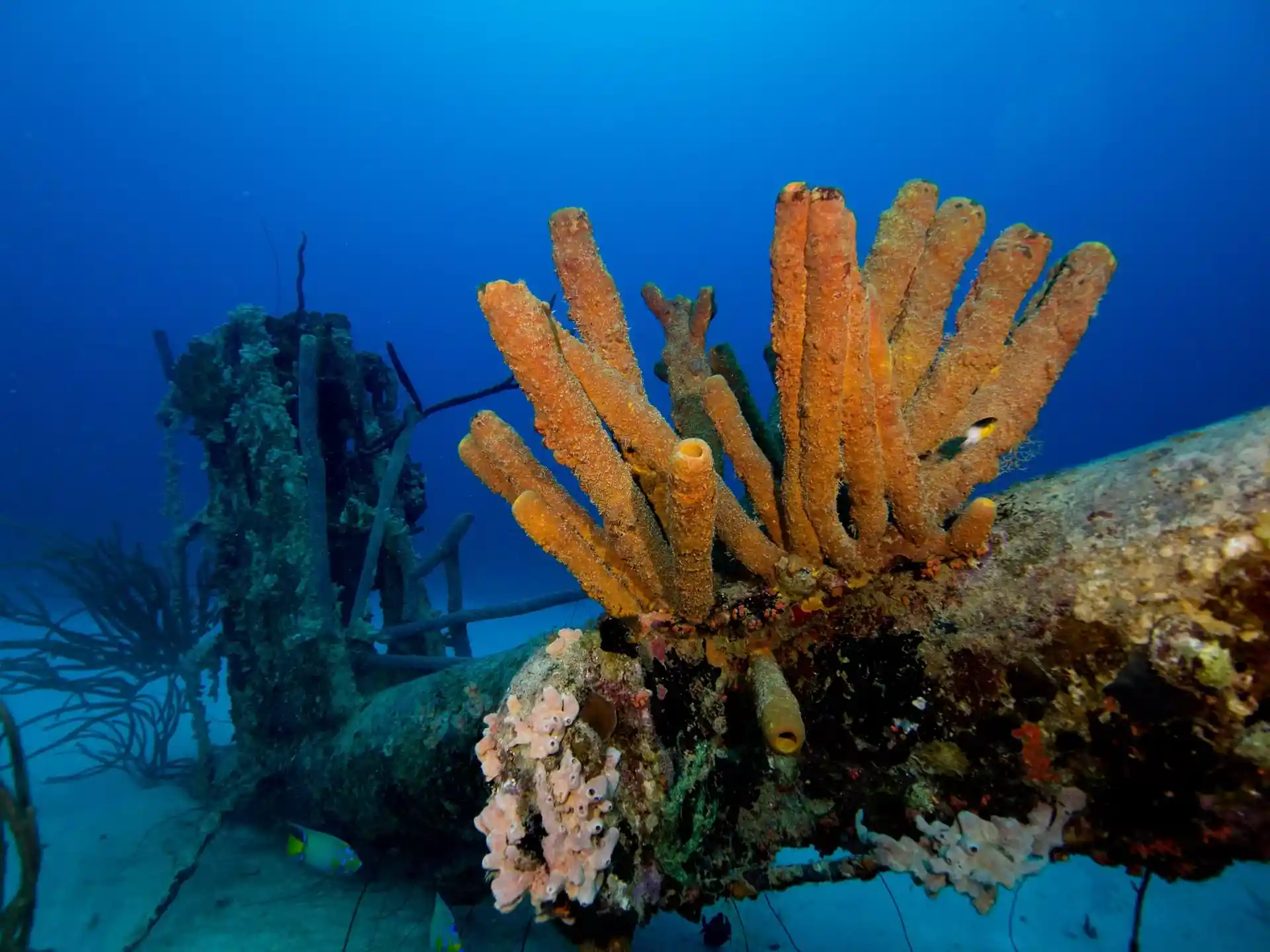 Dive site photo