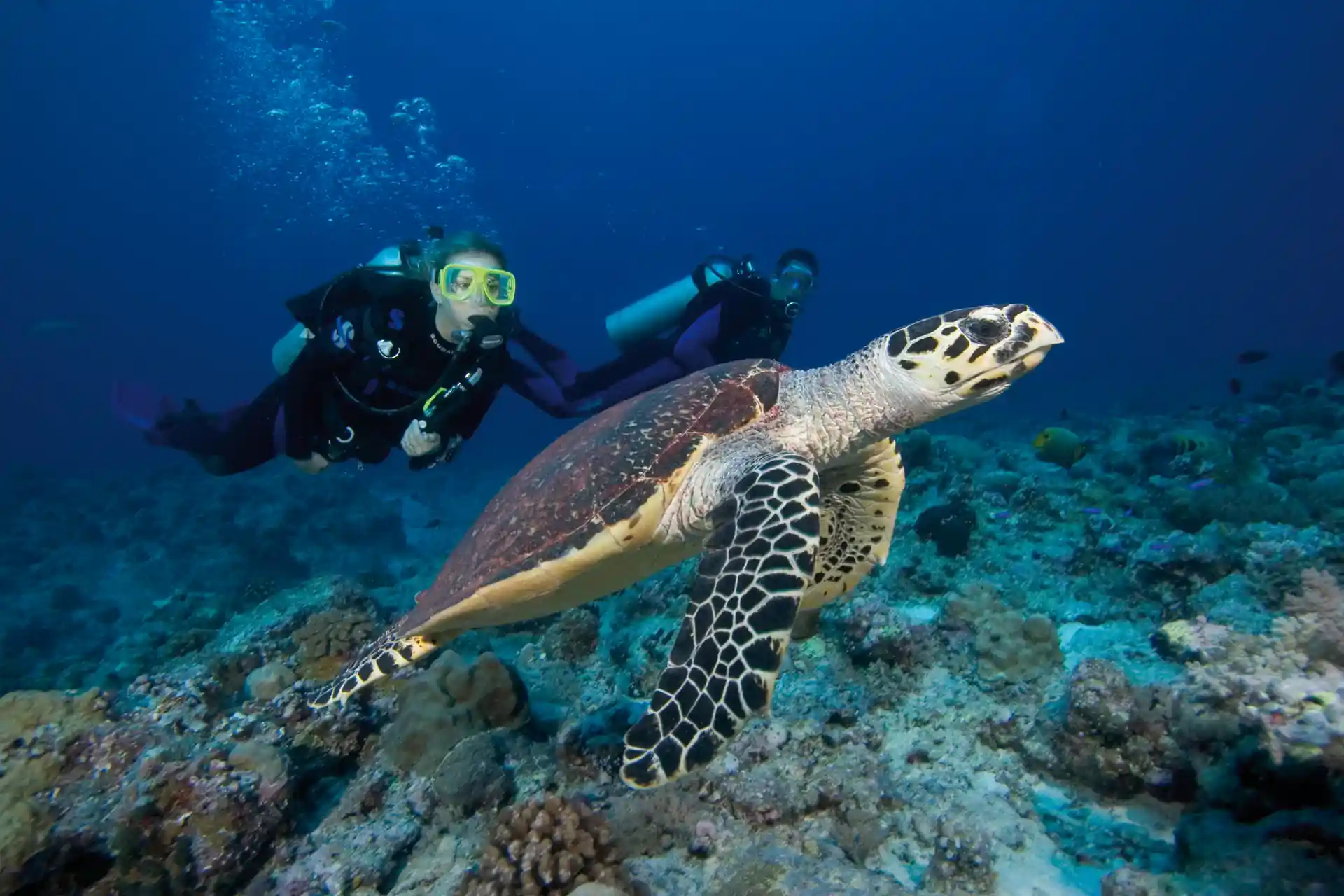 Green Sea Turtle with some of our divers!