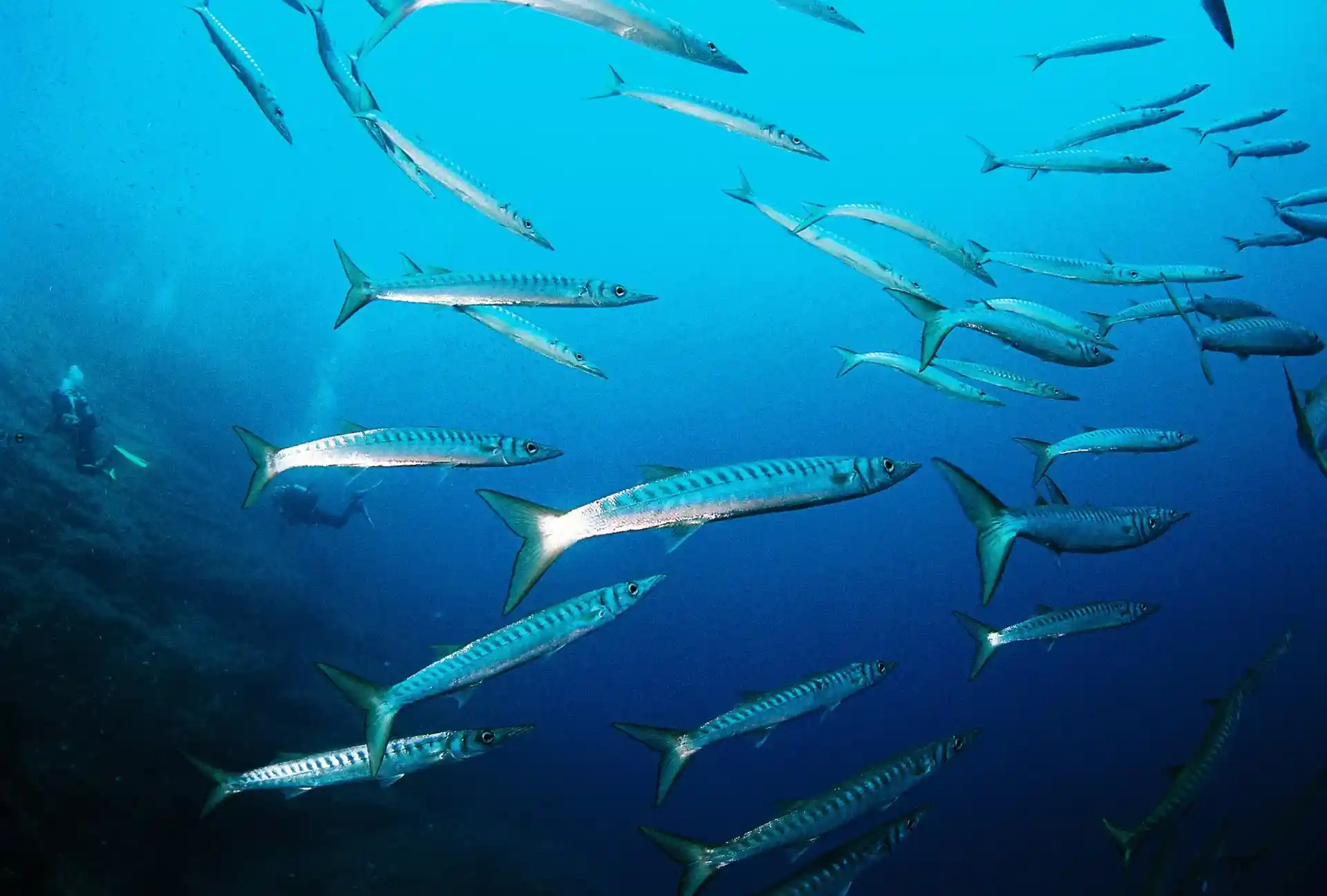 Barracudas are always surrounding scuba divers in Ibiza