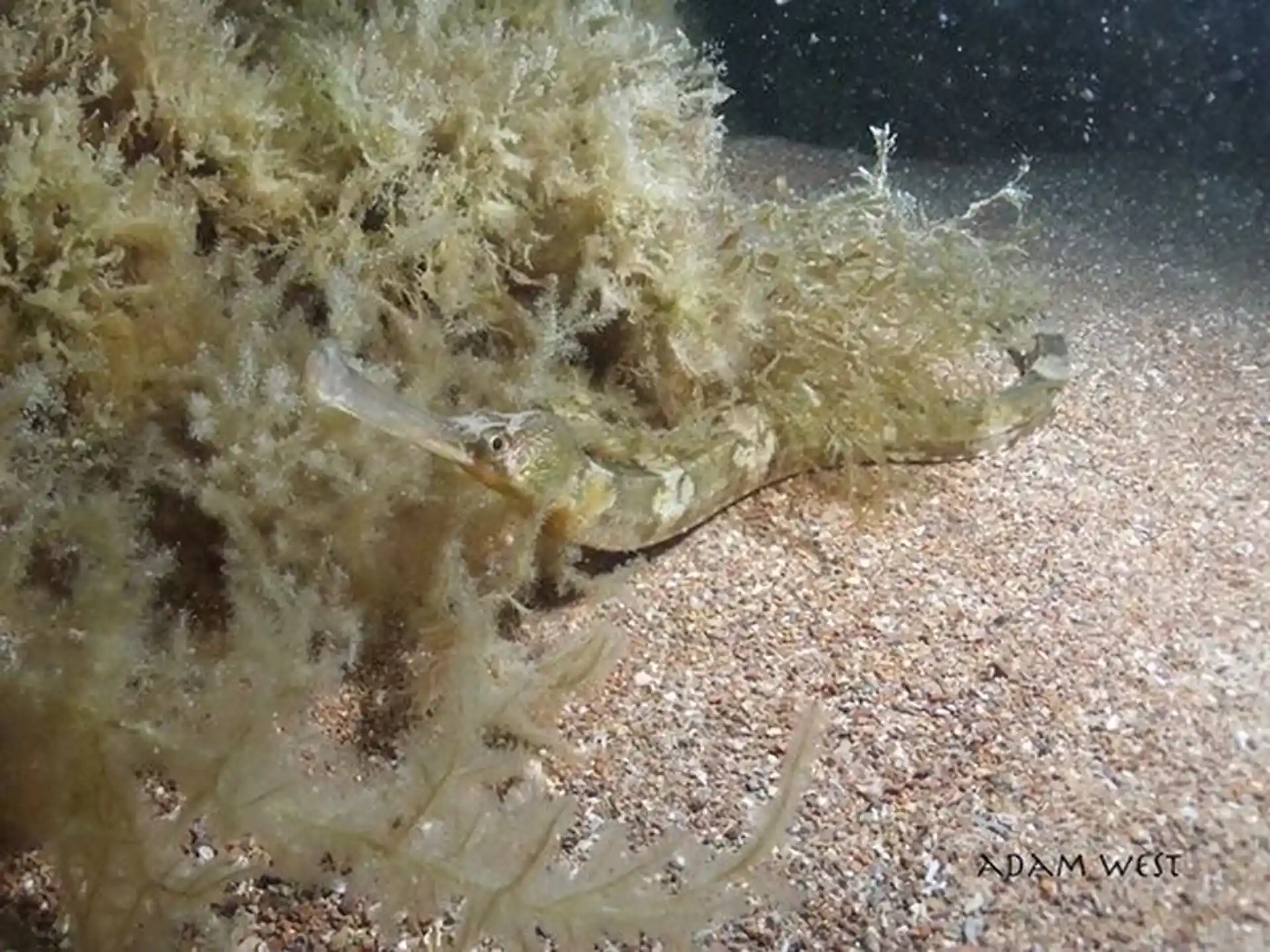 ダイビングサイトの写真