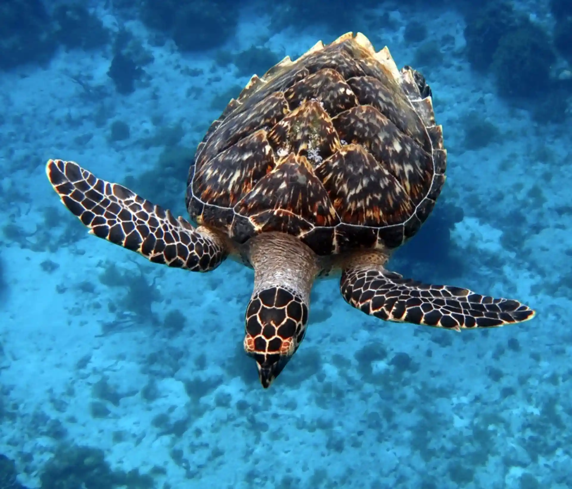Dive site photo