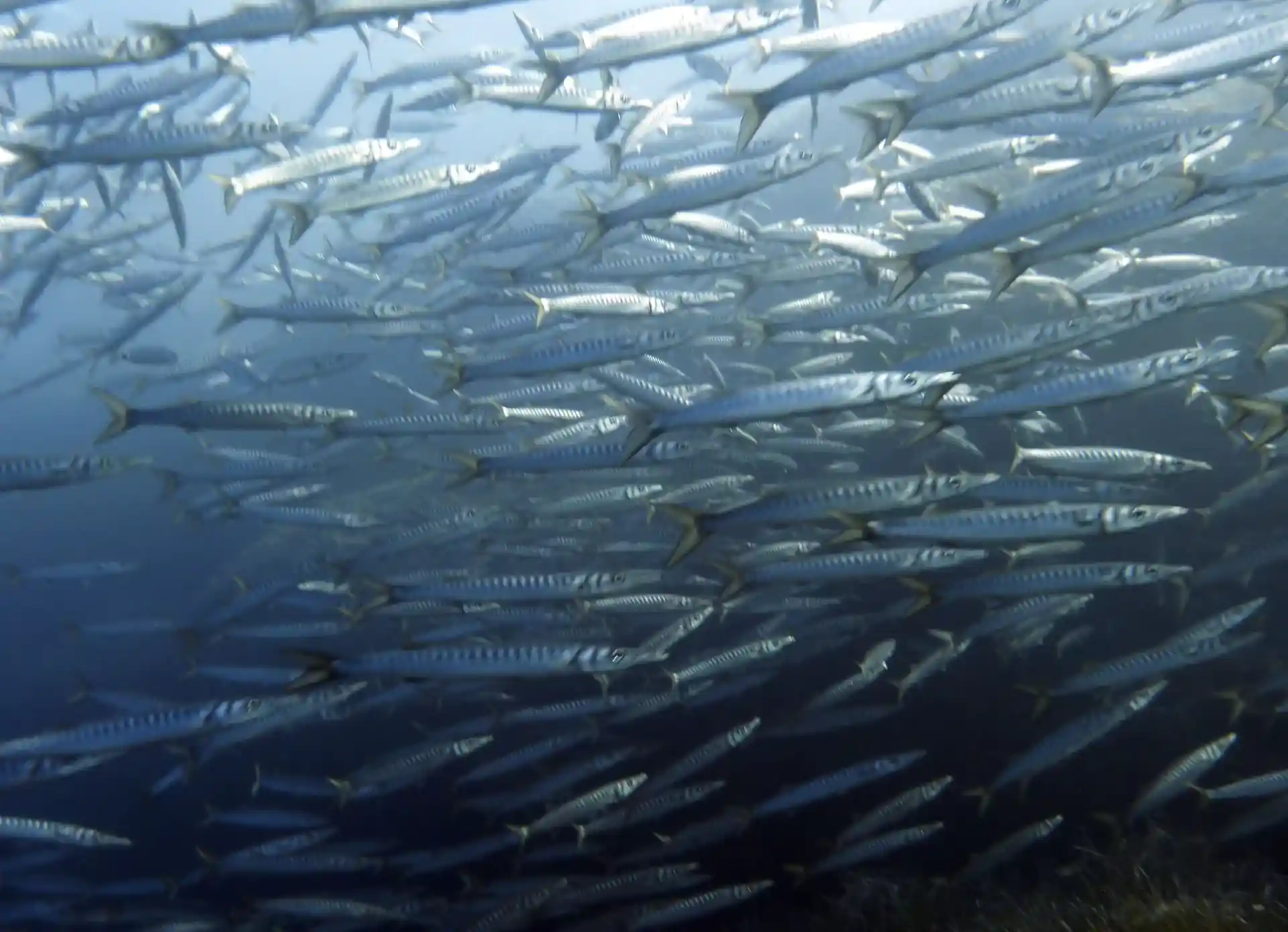 Barracudas in the Marine Reserve of Isla del Aire, Menorca