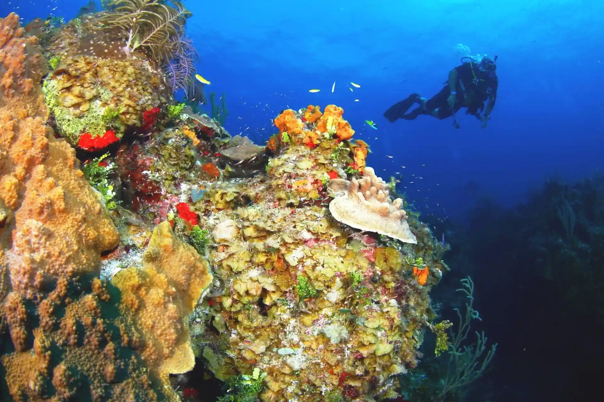 ダイビングサイトの写真