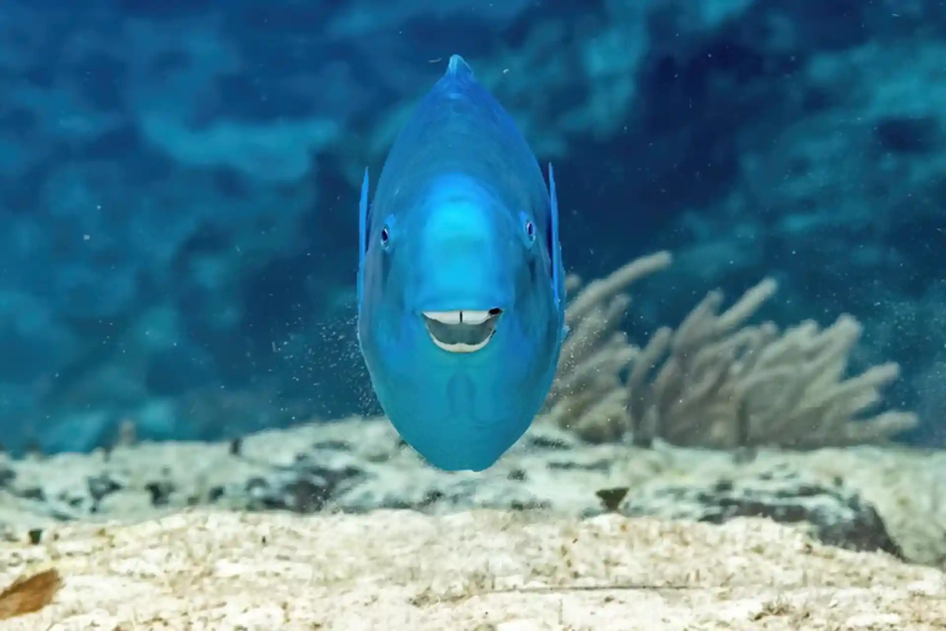 Foto de la tienda de buceo