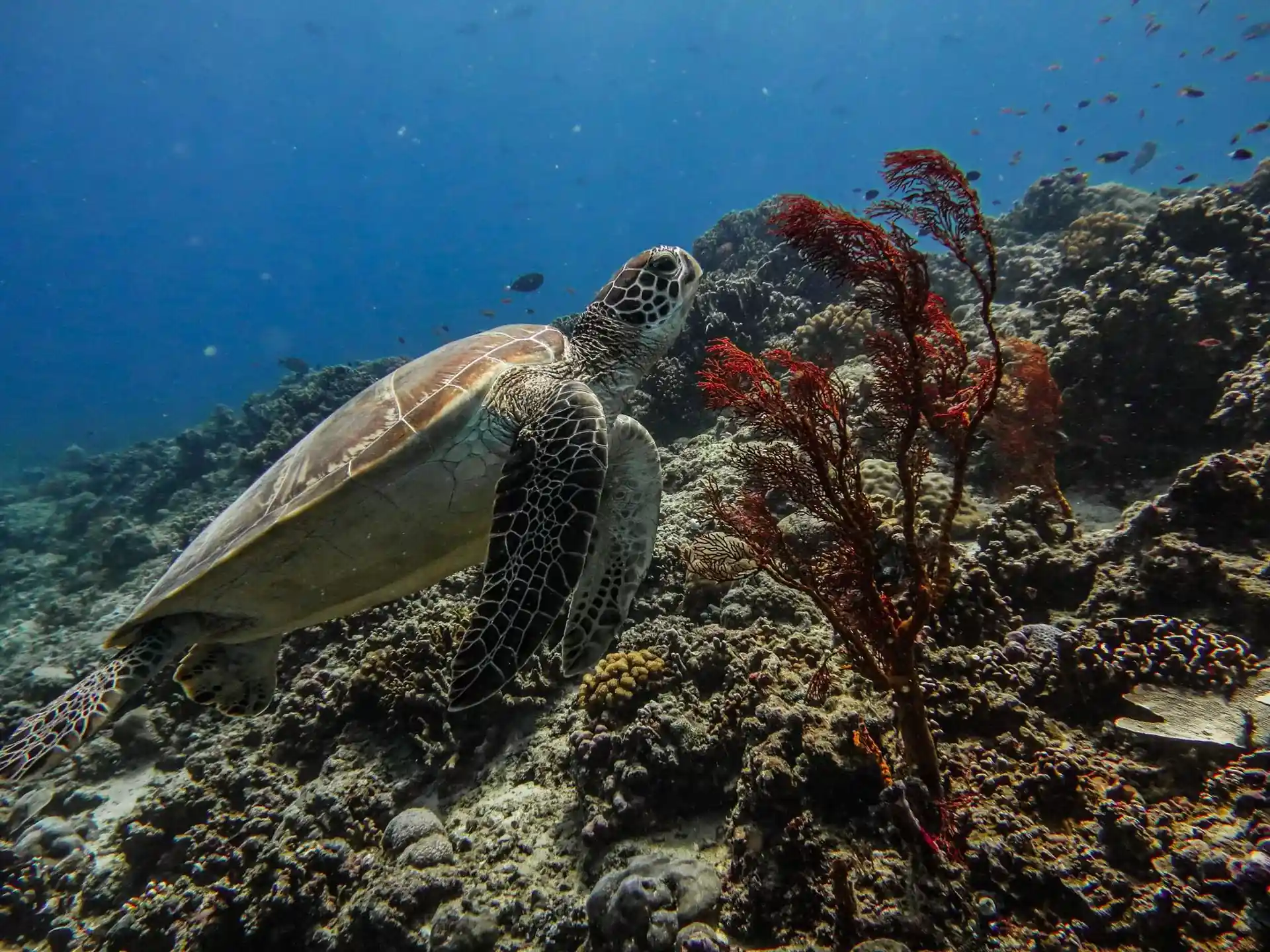 Dive site photo