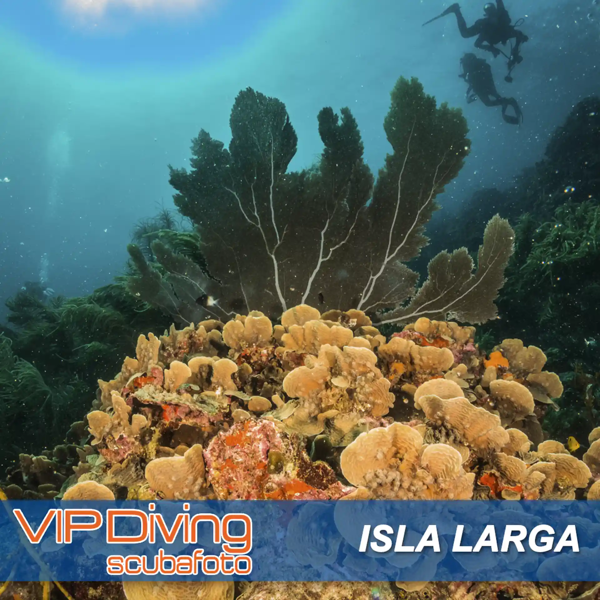 Kommen Sie und entdecken Sie einen der spektakulärsten Unterwassergärten der Karibik!