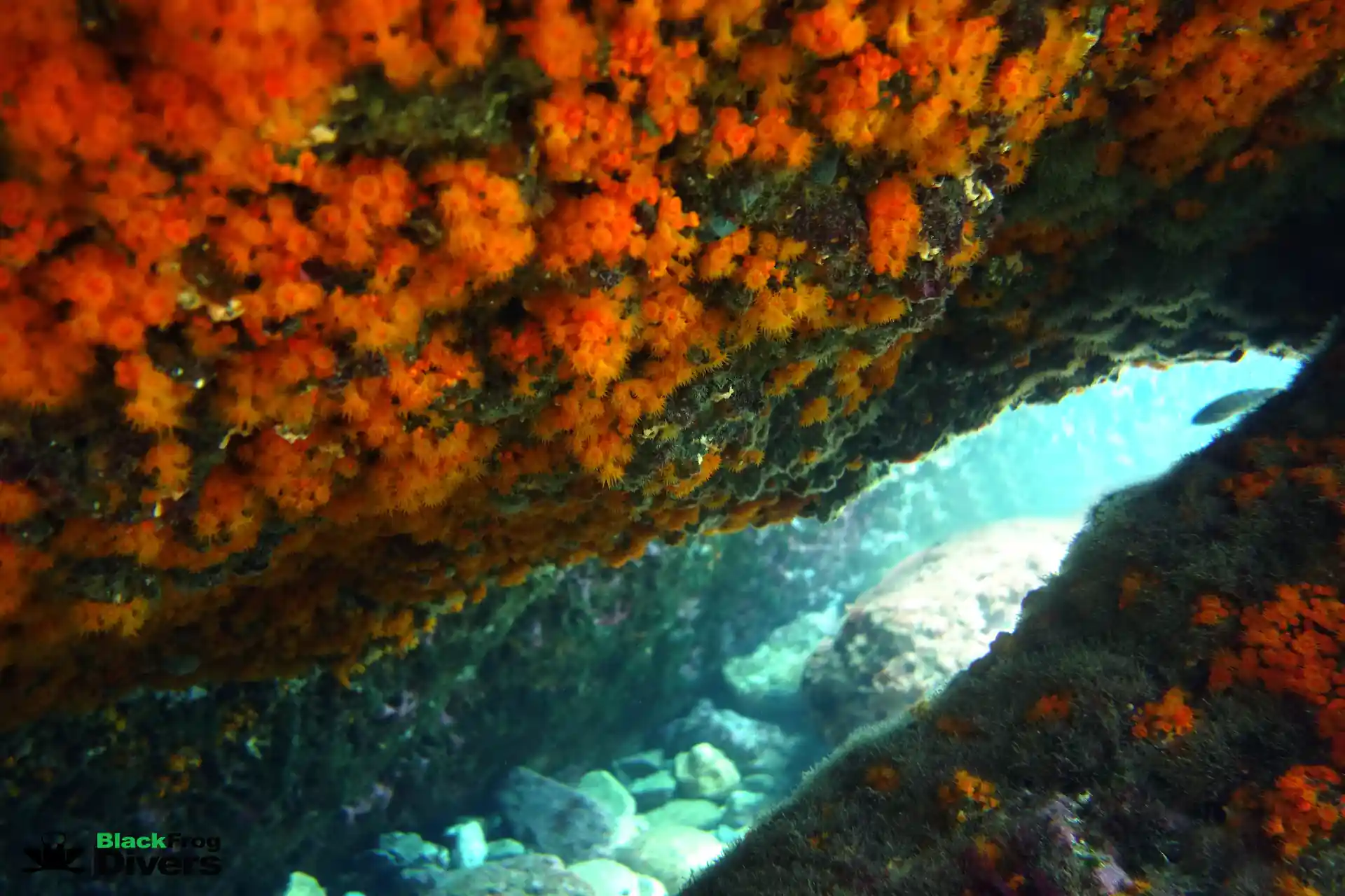coral formation