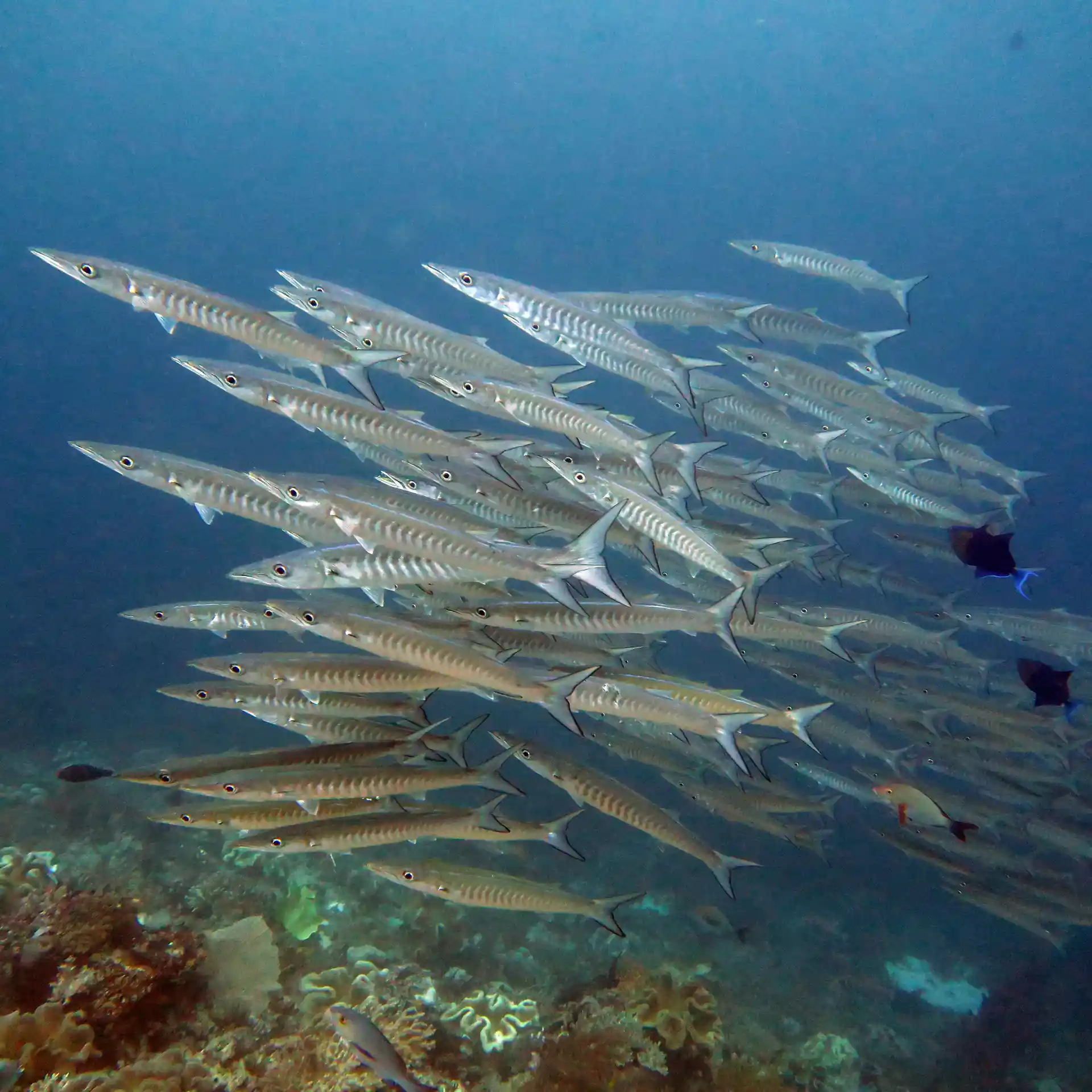 Dive shop photo