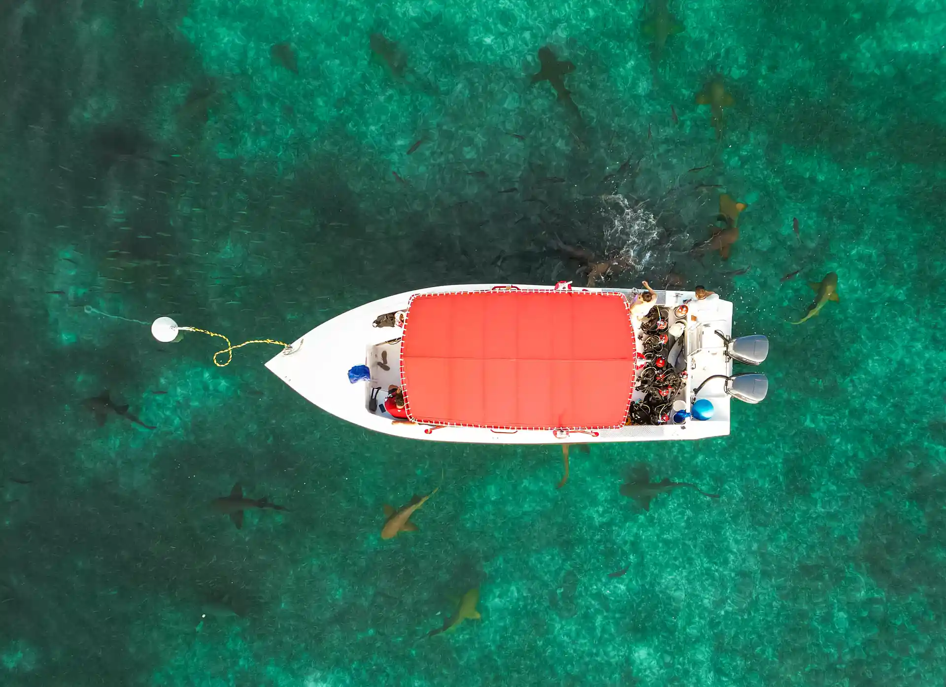 Shark & Ray Alley offers the unique experience of snorkeling along Nurse Sharks and Sting rays.