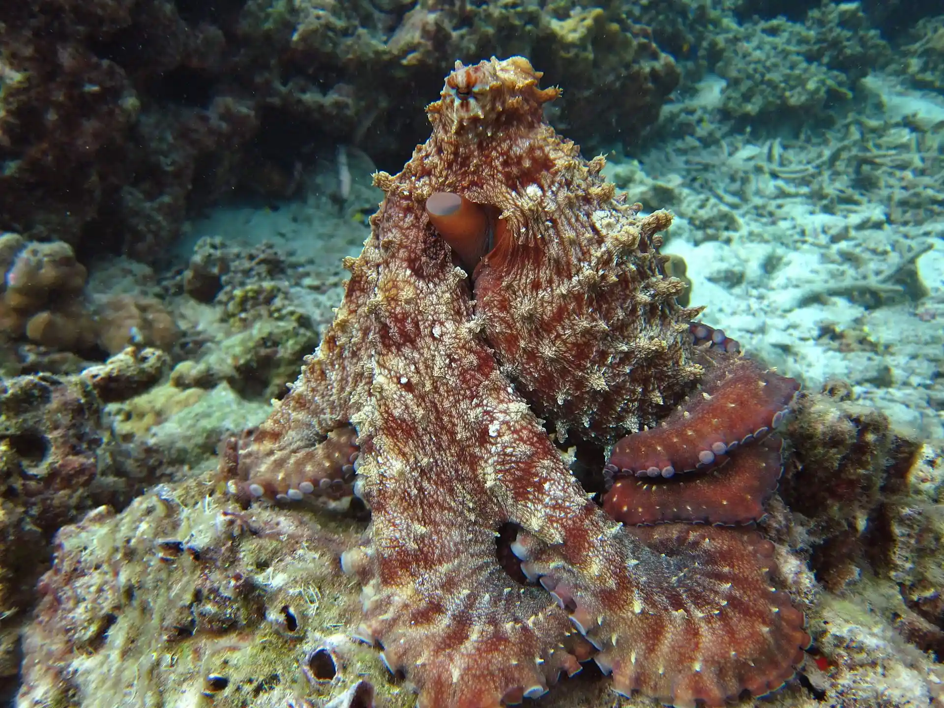 Foto del sitio de buceo