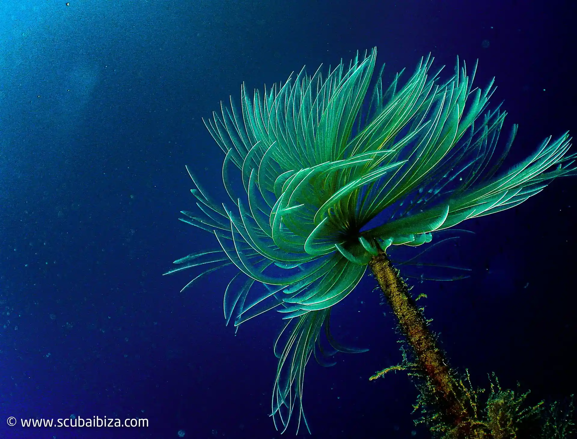 Dive site photo