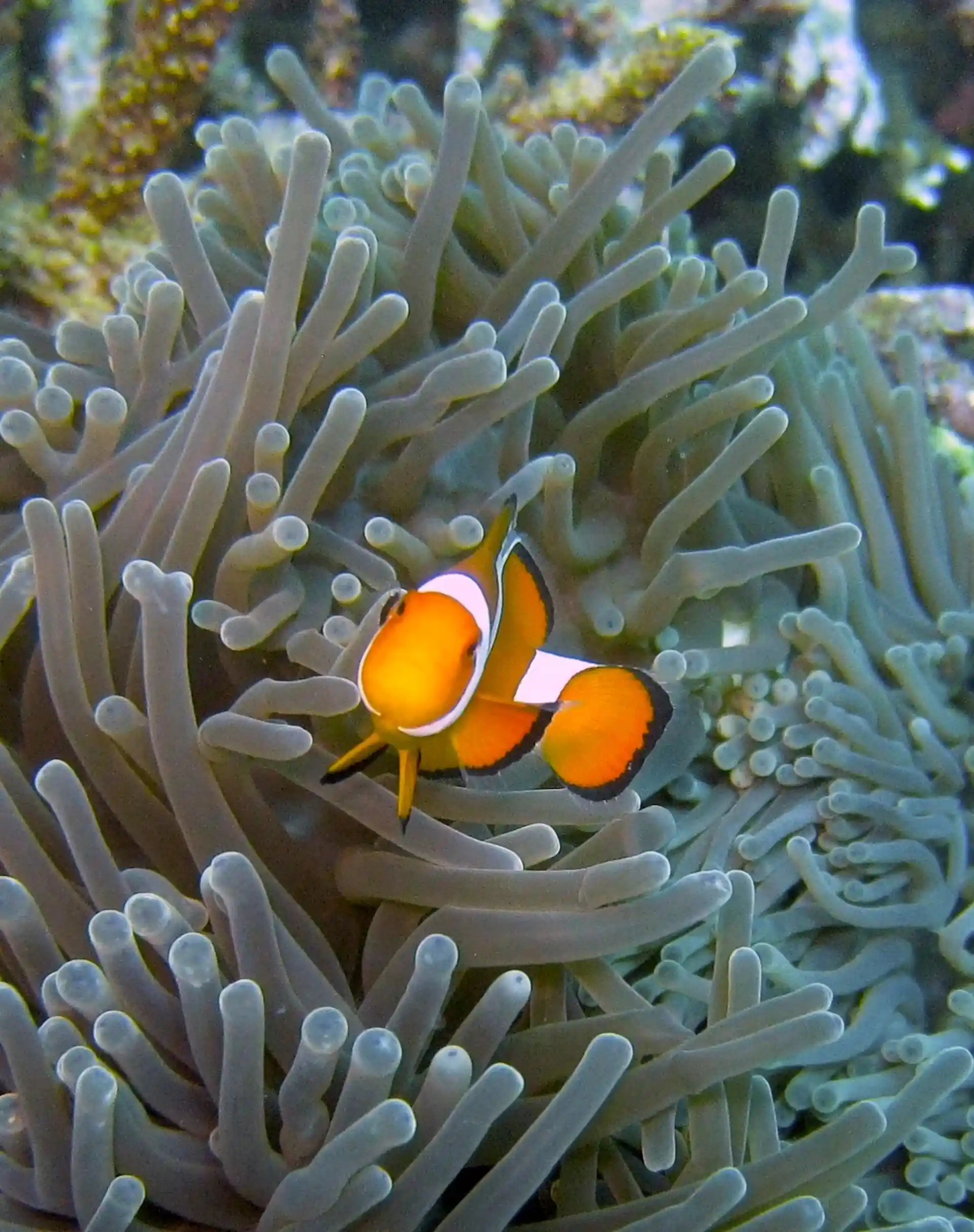 Trouvez NEMO!