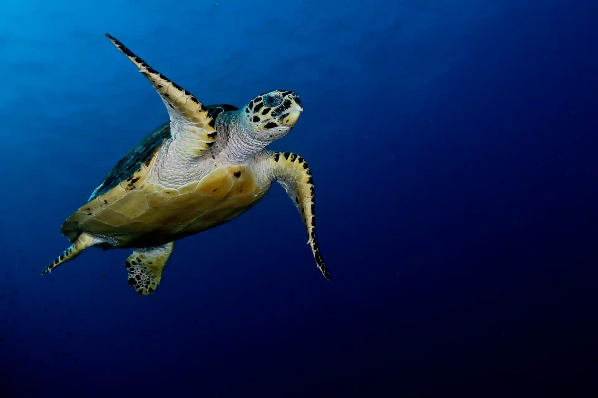 Dive shop photo