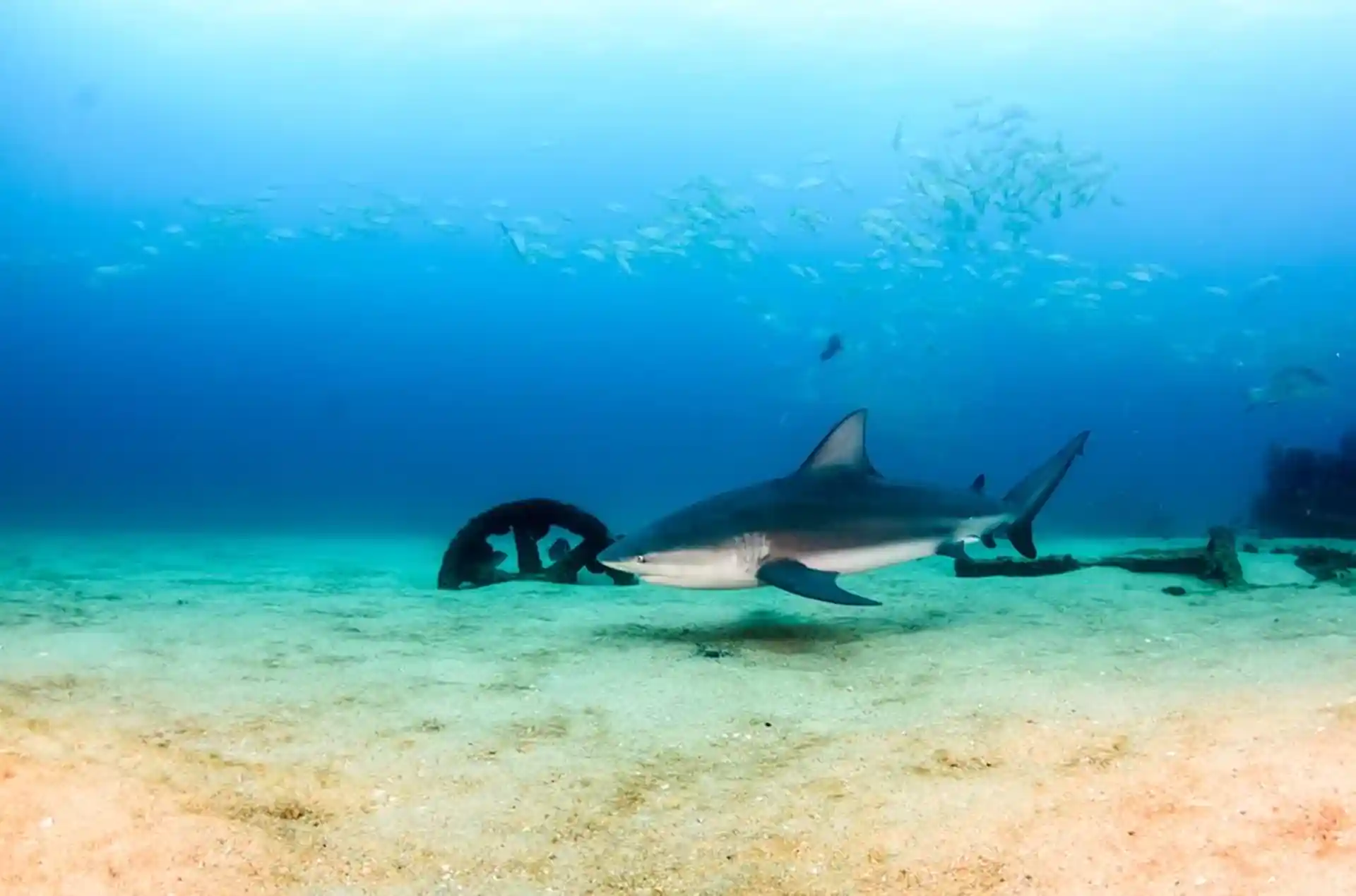 Bull sharks in Cabo Pulmo National Park : the evidence of Shark Conservation!