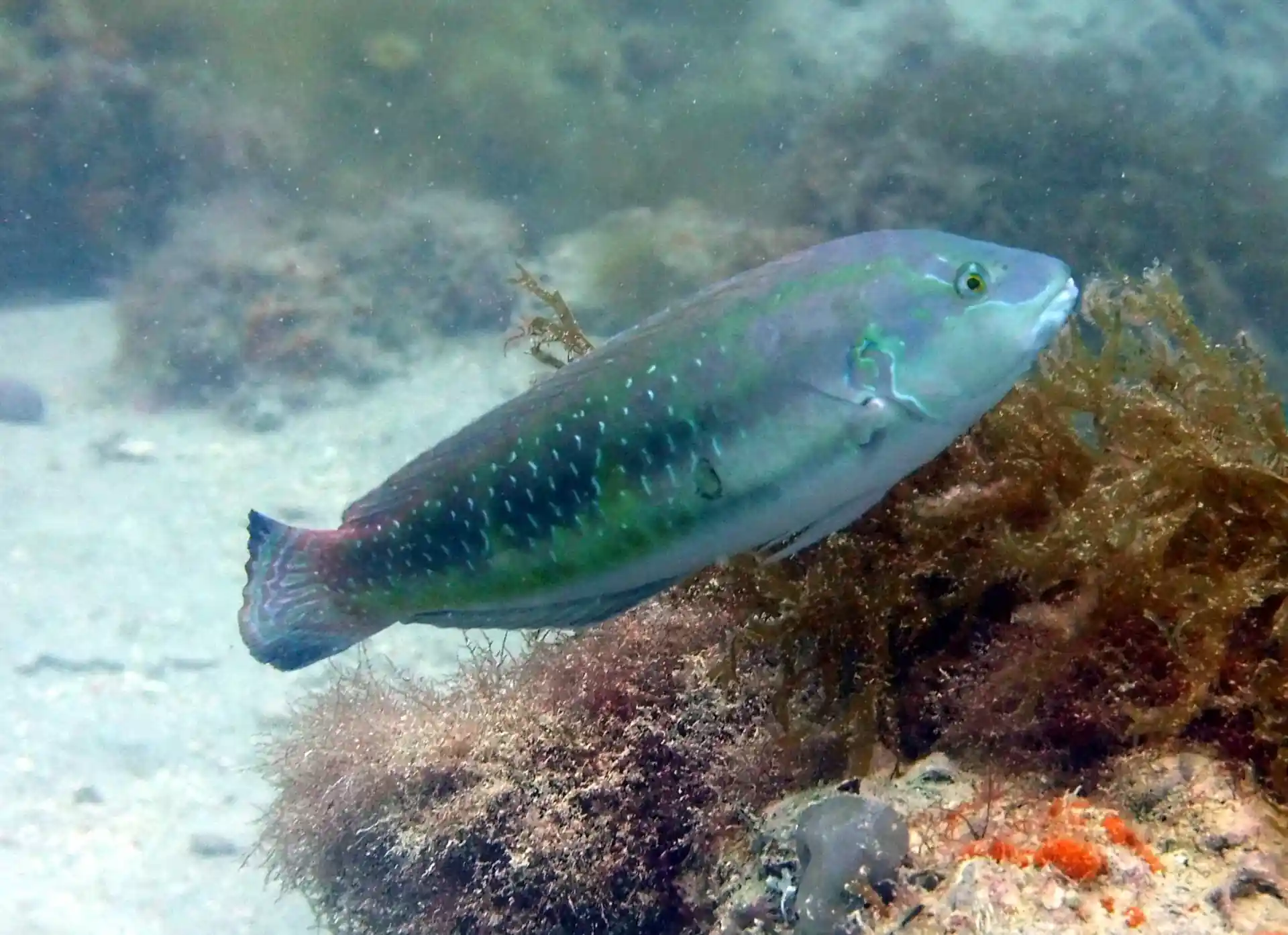 Dive site photo