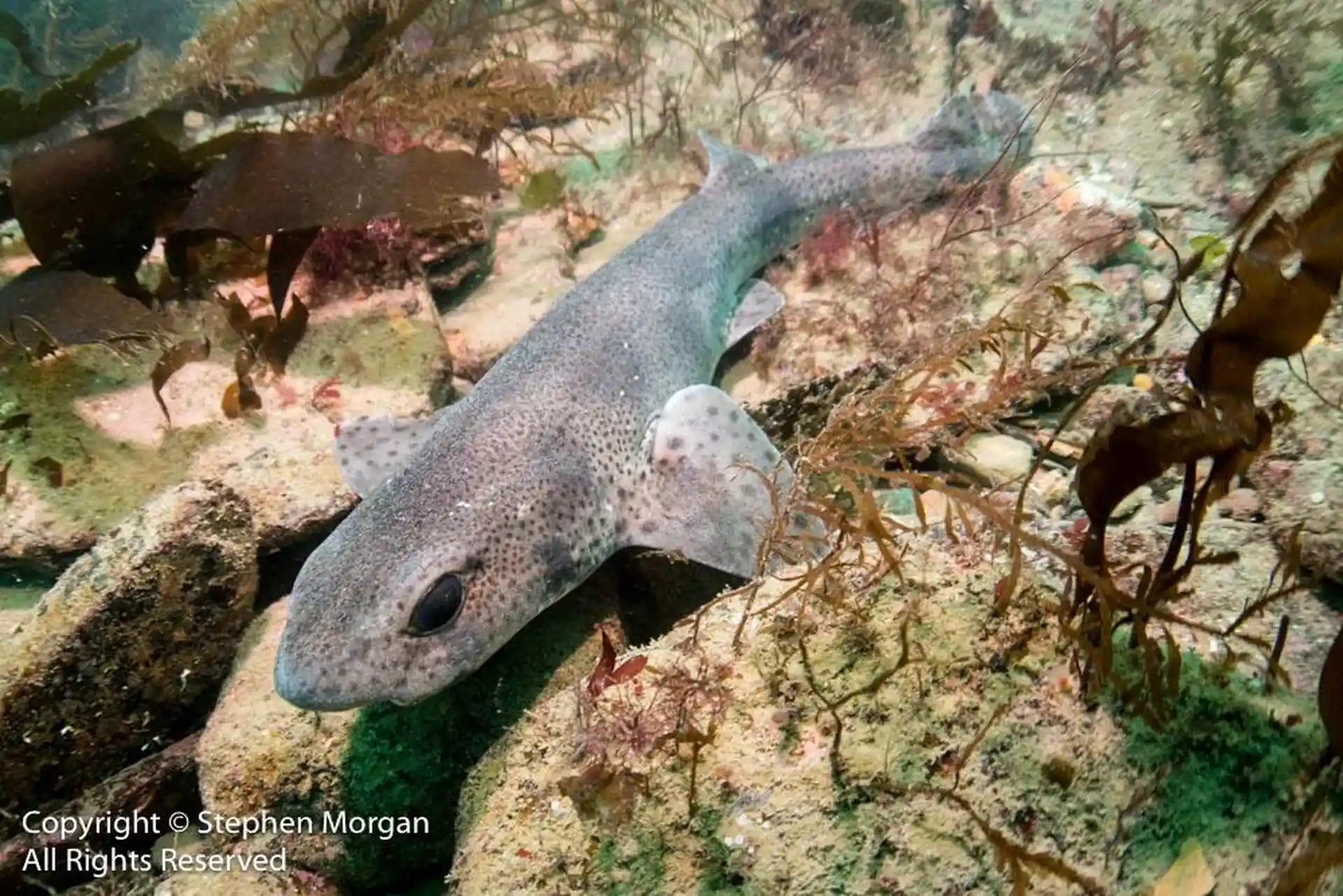 Dogfish can often be seen from Chesil Beach