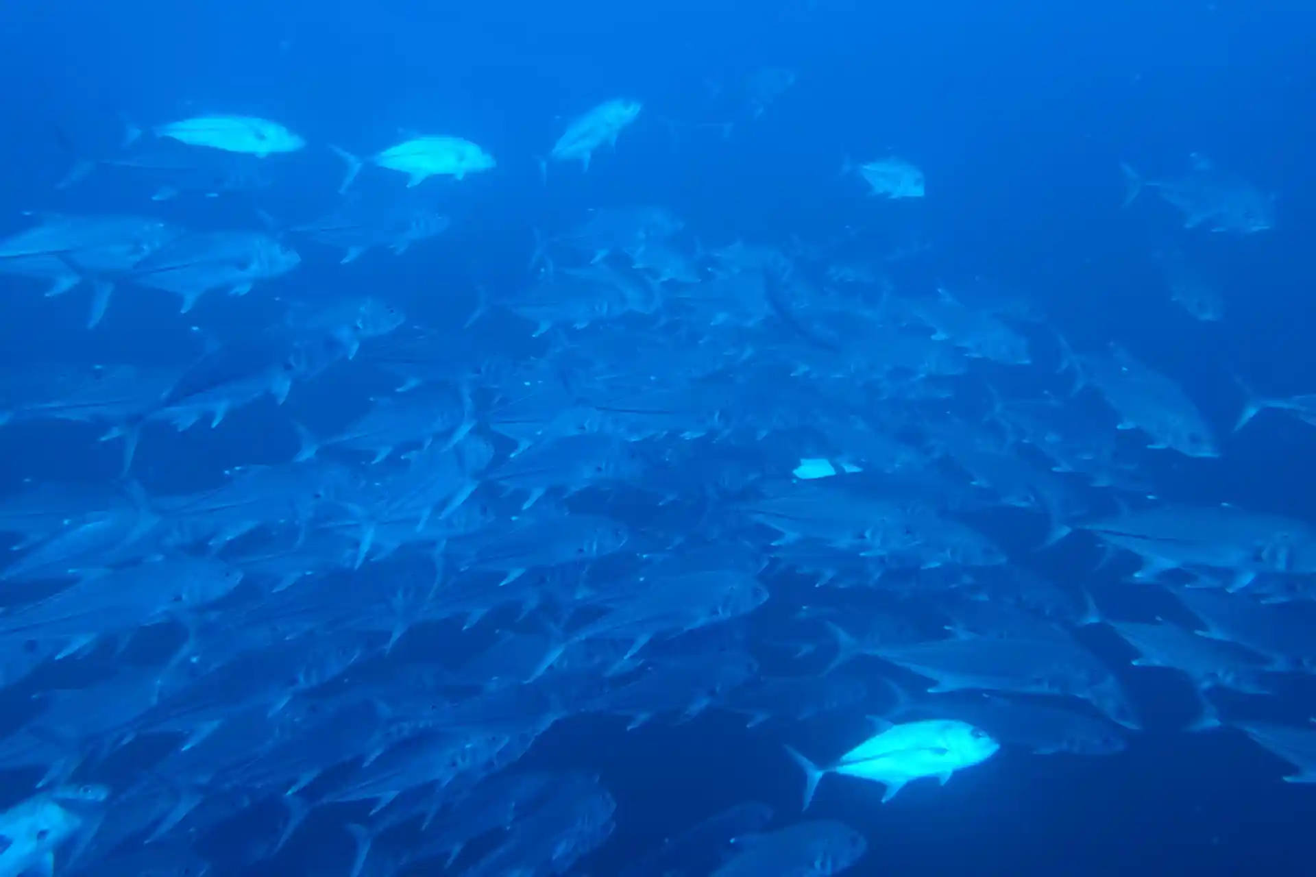 Dive site photo