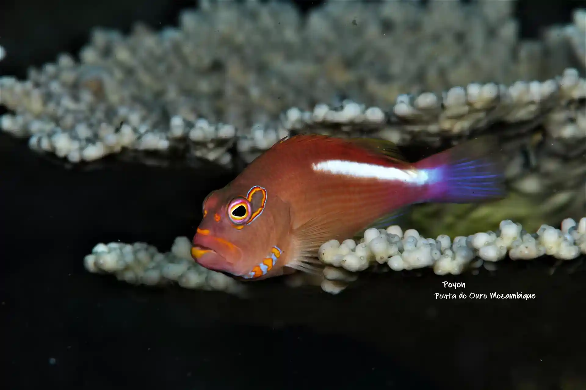 Photo du site de plongée