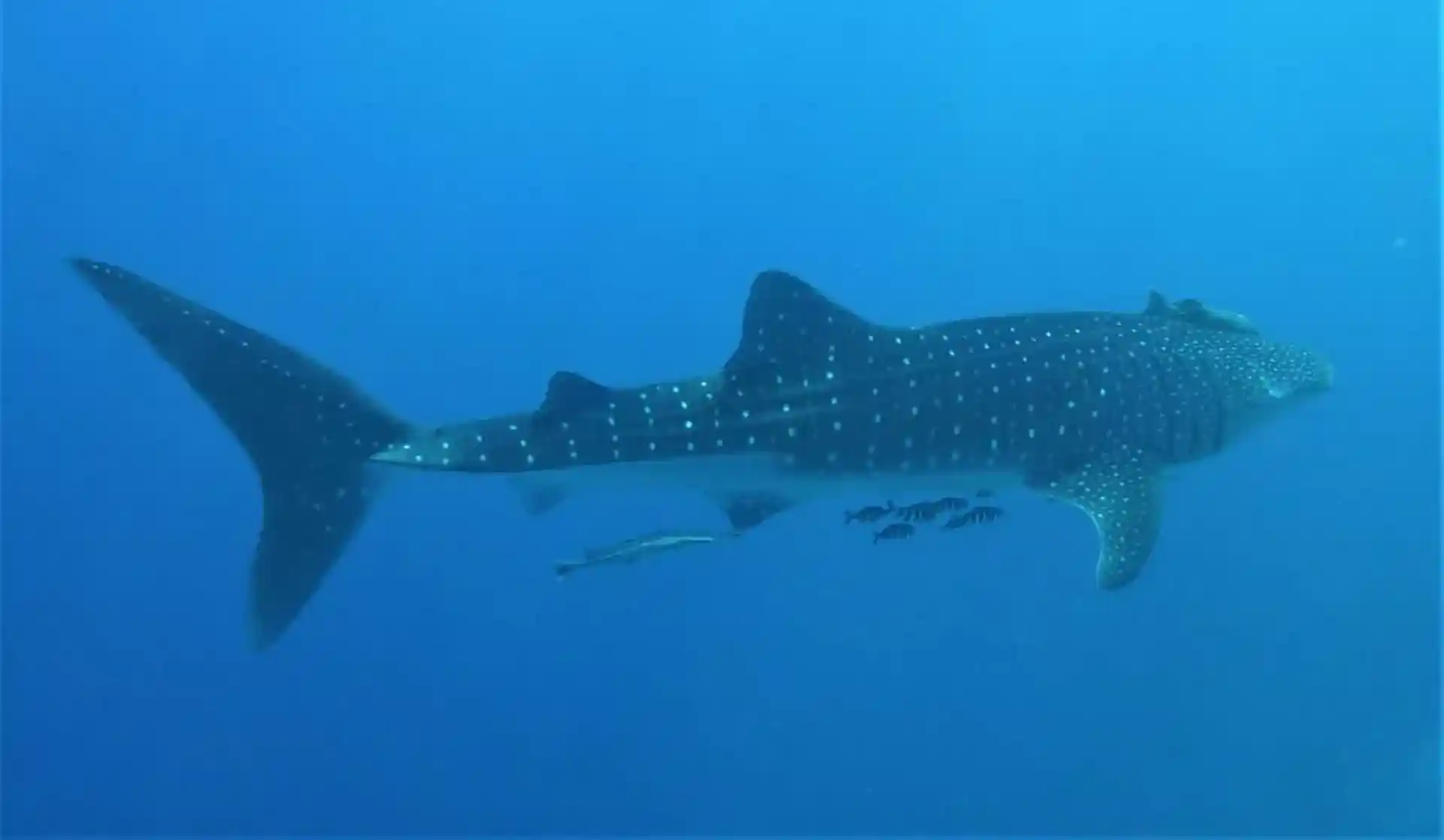 Dive site photo