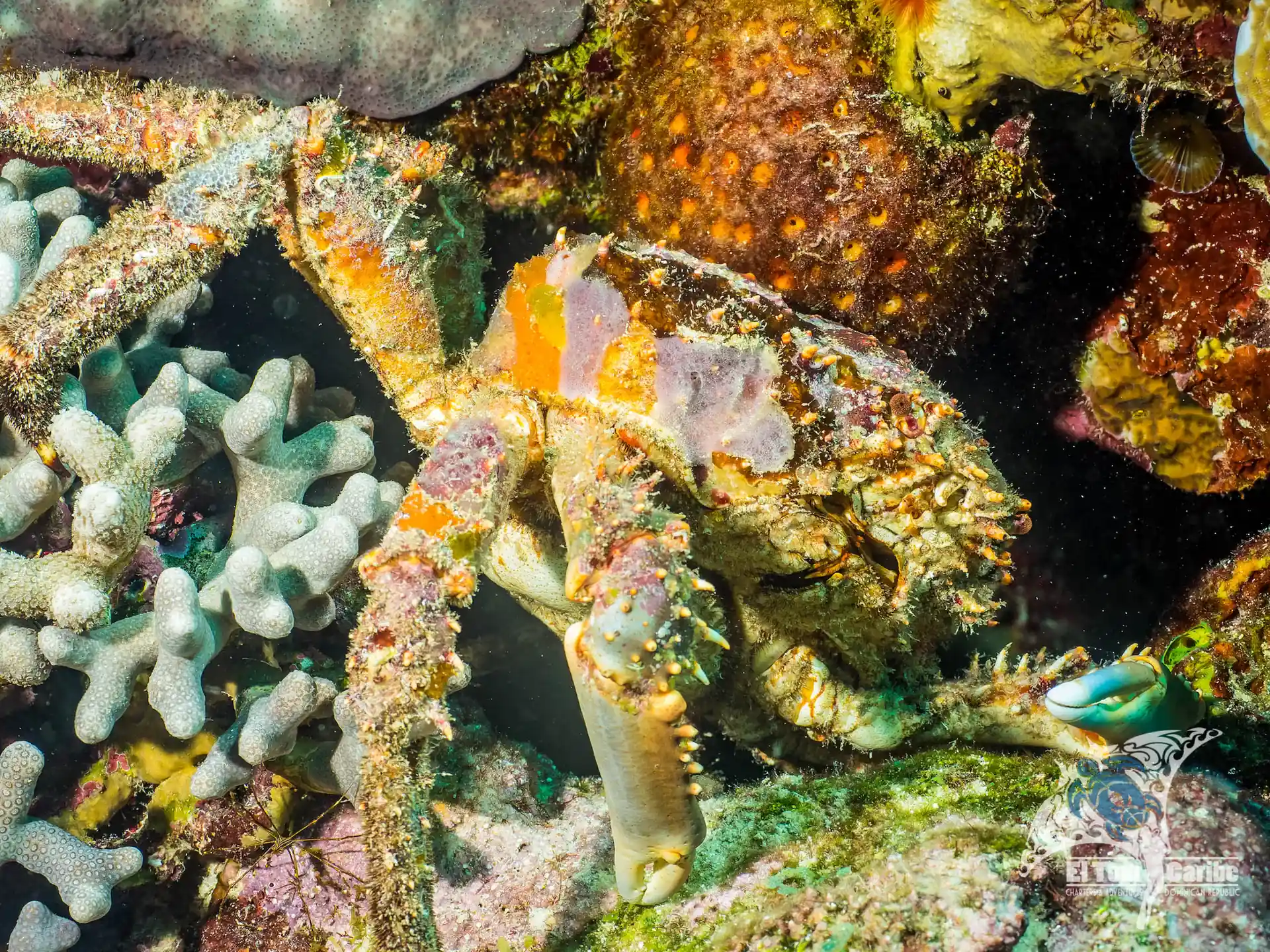 A Centoya (large crab) - one of the creatures often found at Catalina Island.