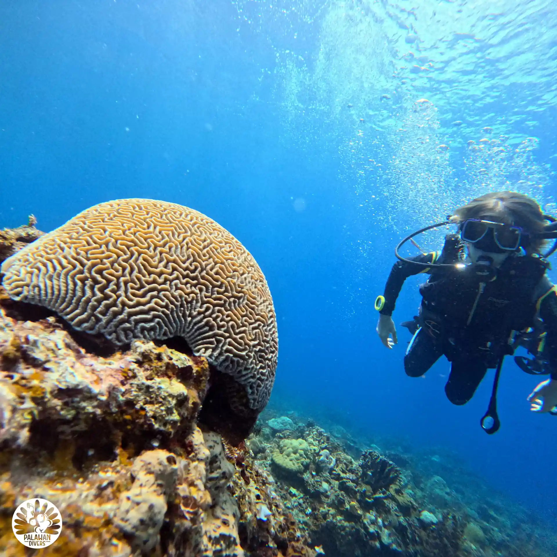 Brain Coral - El Nido - Palawan