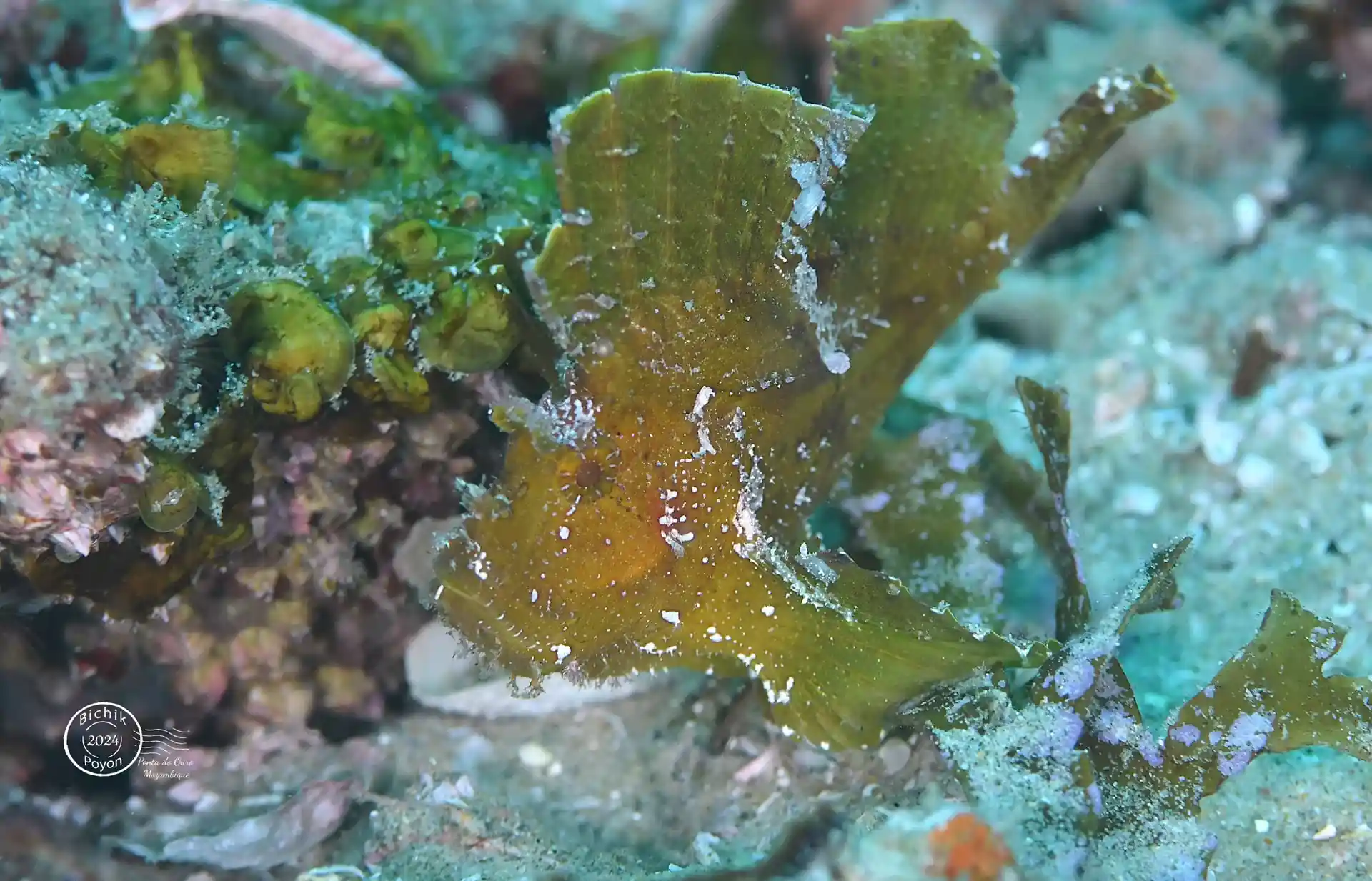 Dive site photo