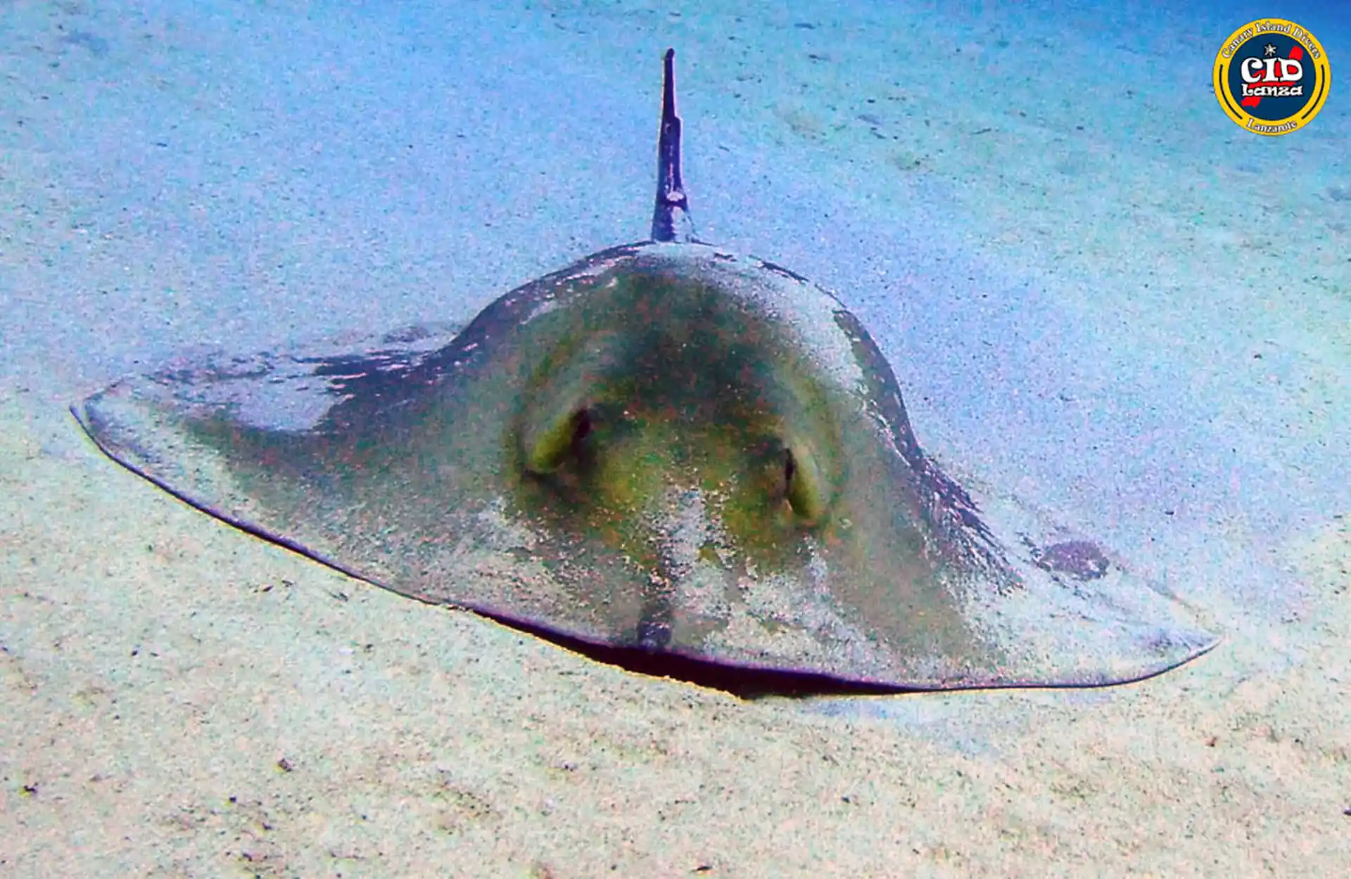 Fish ou devrais-je dire Ray ID dive