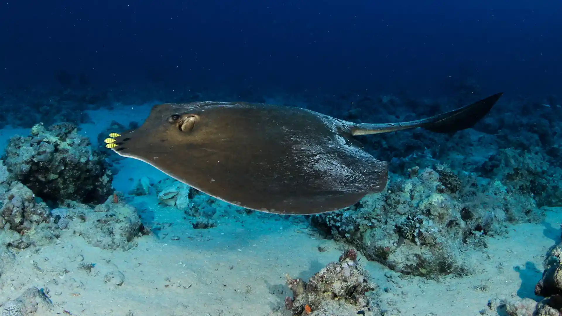 Dive site photo