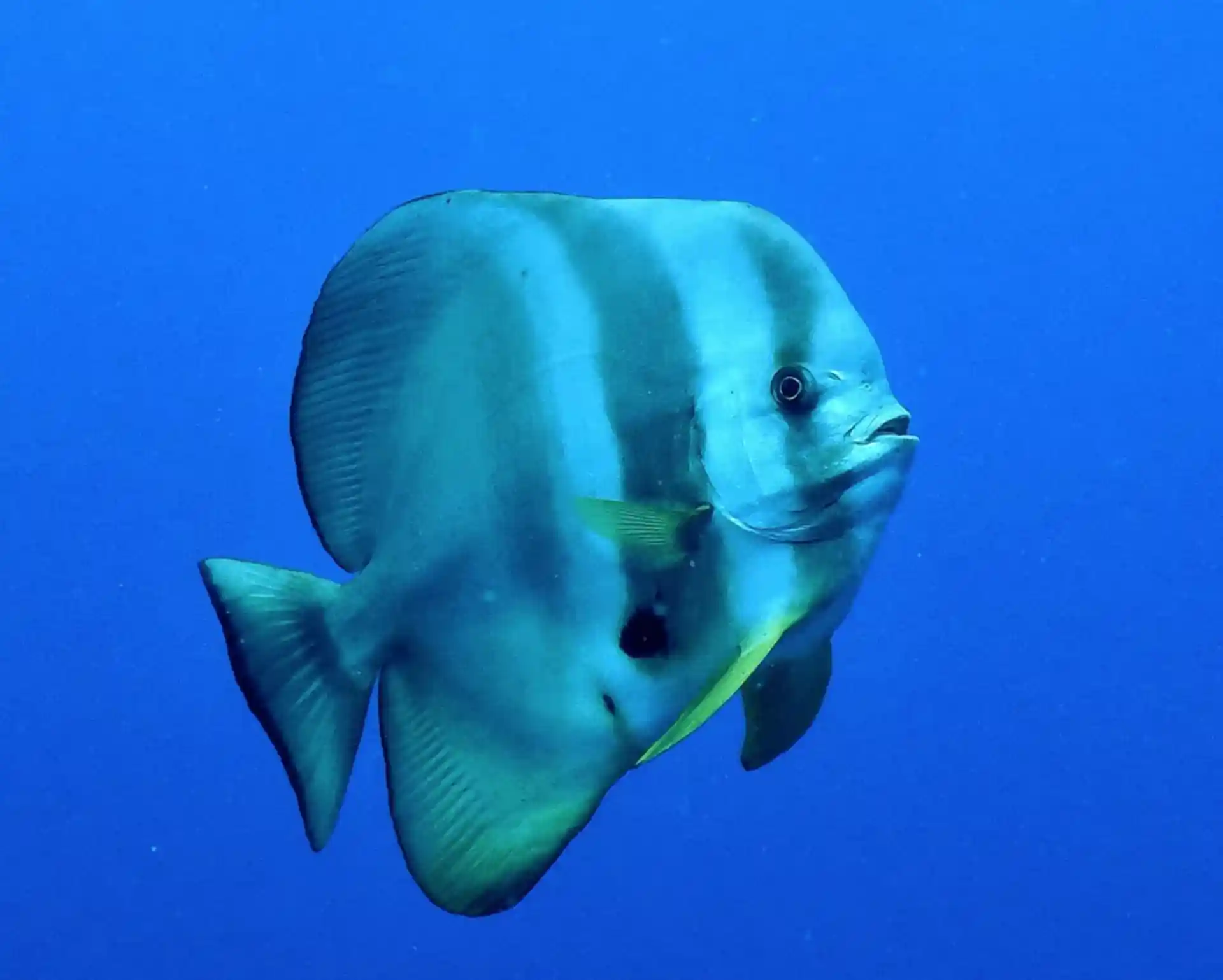 Photo du site de plongée