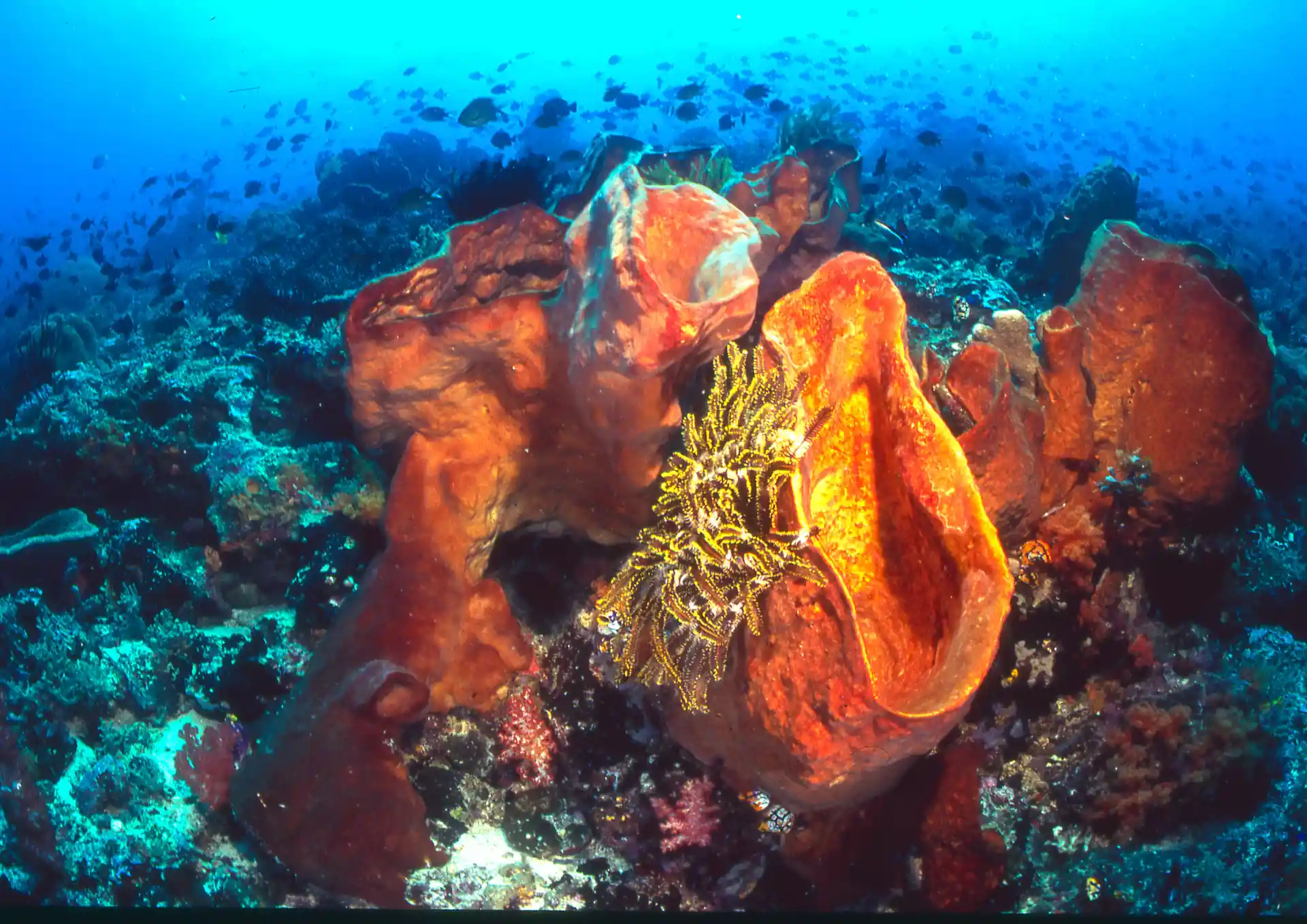 Dive shop photo