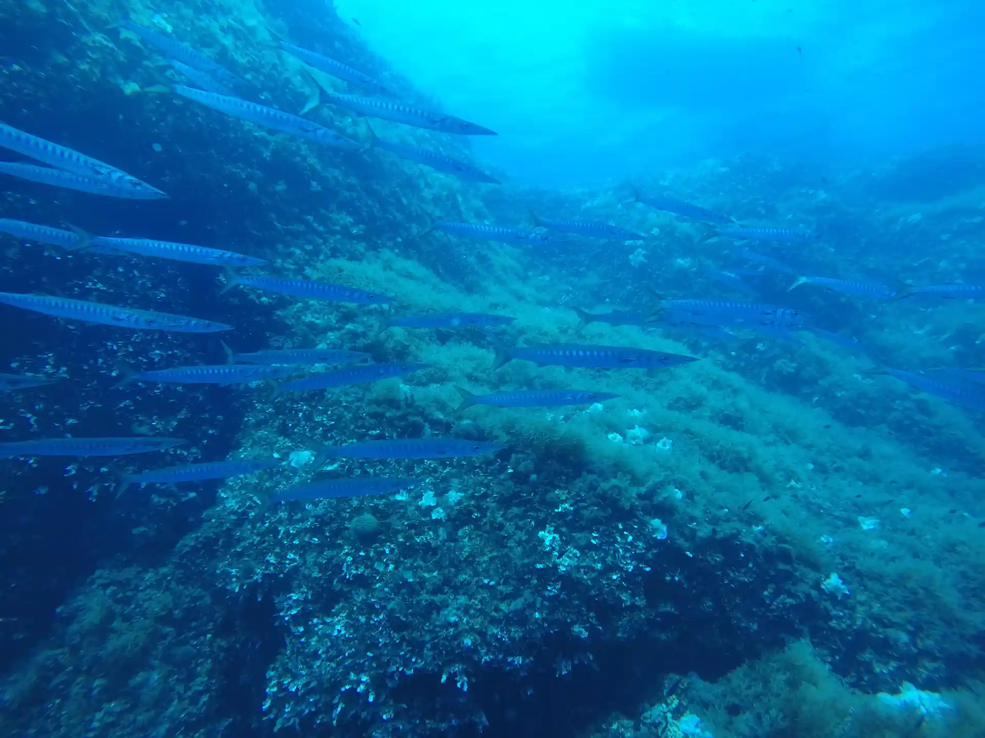 Troverai, in genere, i barracuda nei primi 15 metri di profondità.