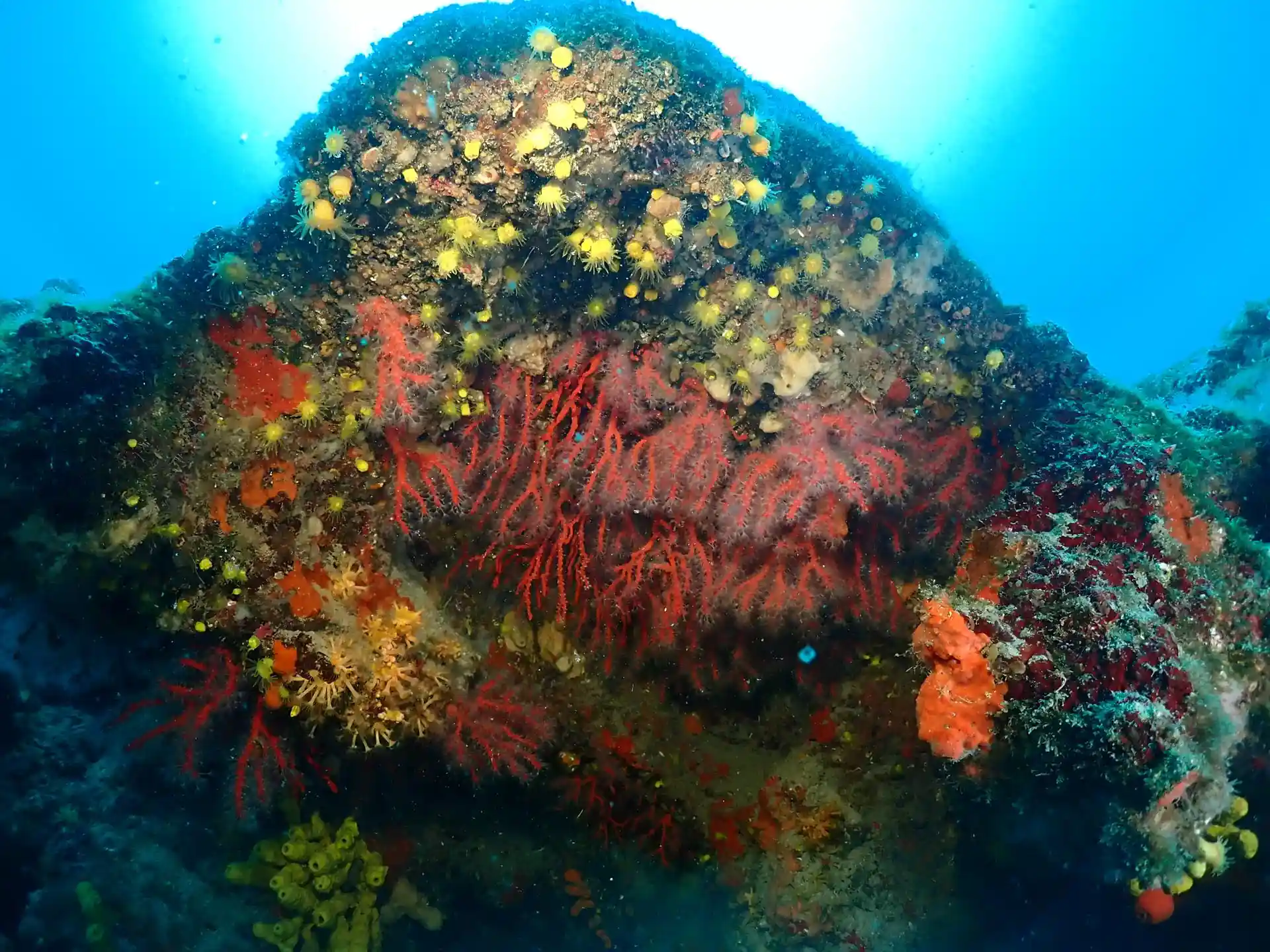 red corals