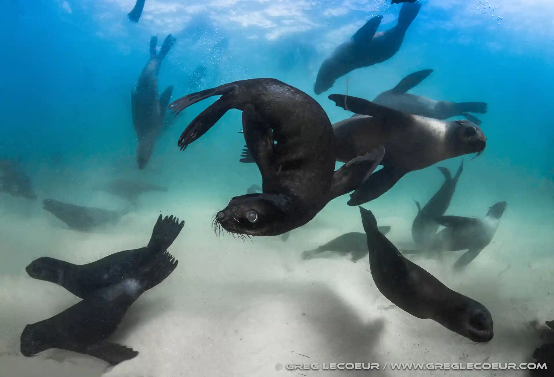 Cape Fur Seals, Robberg Nature Reserve
